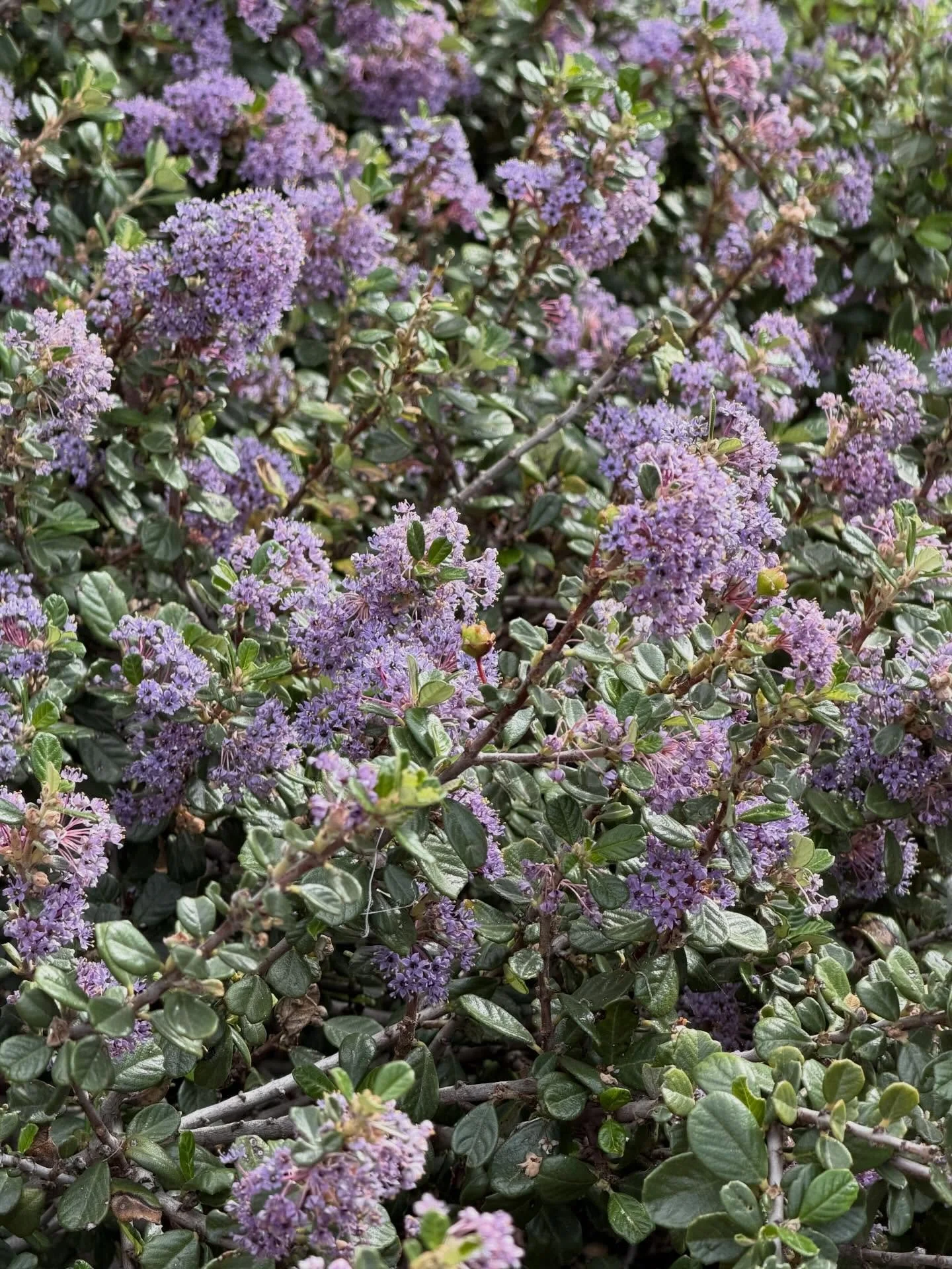 I&rsquo;m back in California where my gardening adventure began, and my heart is bursting from being reunited with the plants that I love so much. Got teary eyed at spotting the first Ceanothus in bloom after two years away 🥹🪻 So much beauty💚