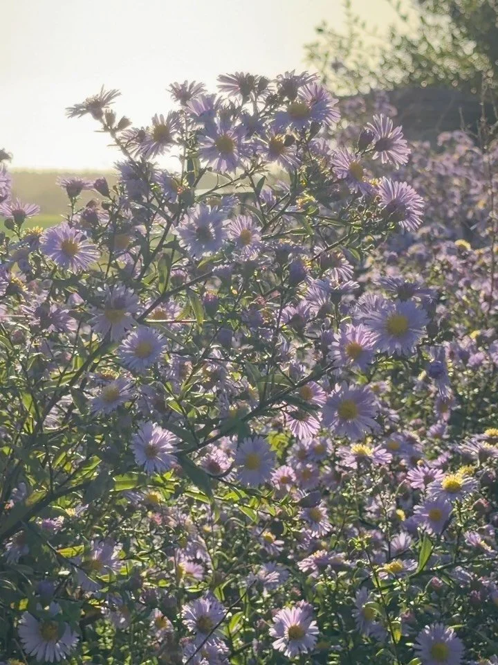 Magic hours on Gotland, with New York native Symphyotrichum novi-belgii (New York aster) spreading beauty and sustenance this side of the Atlantic too; it seems to be everywhere you look right now.