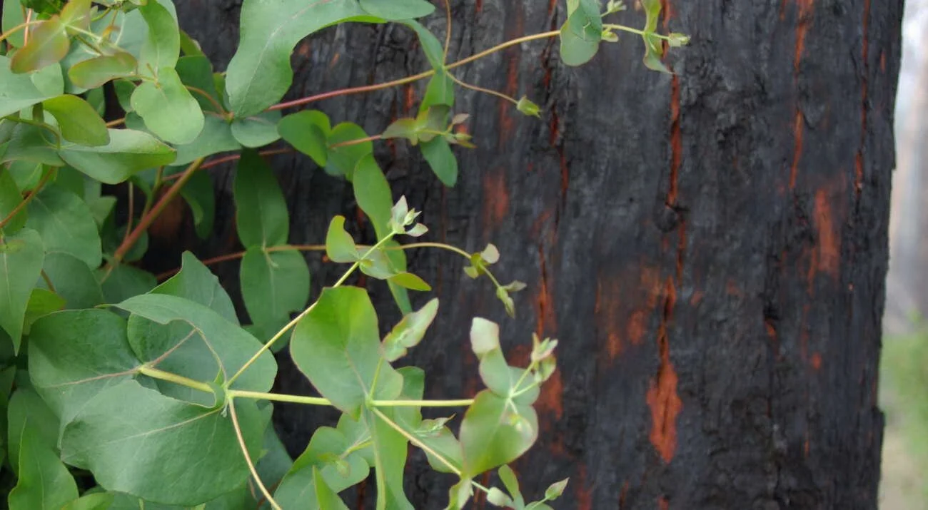 How can communities help one another prepare for the upcoming bushfire season?