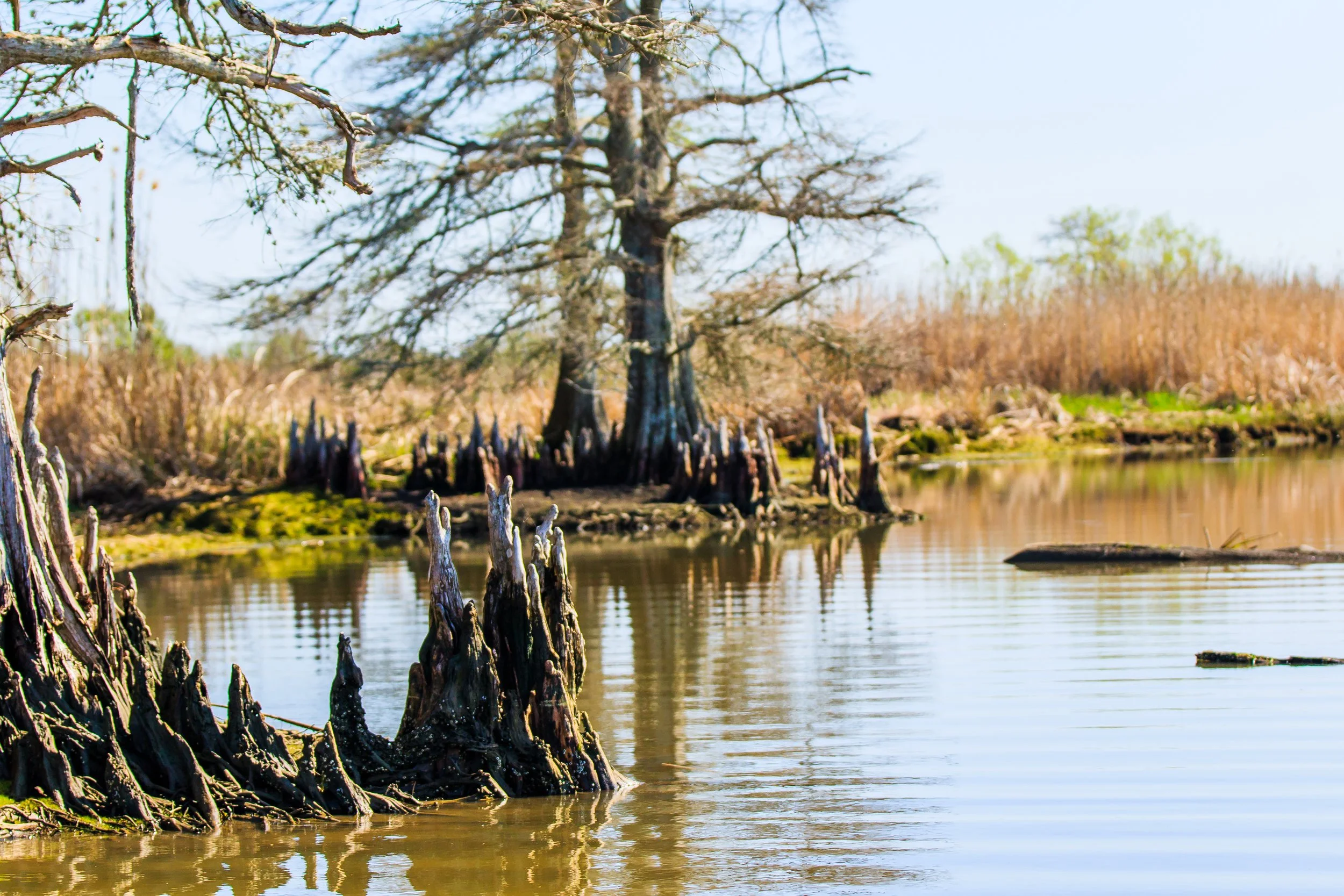 cypress-knees-swamp-nature-reflections.jpg.jpg