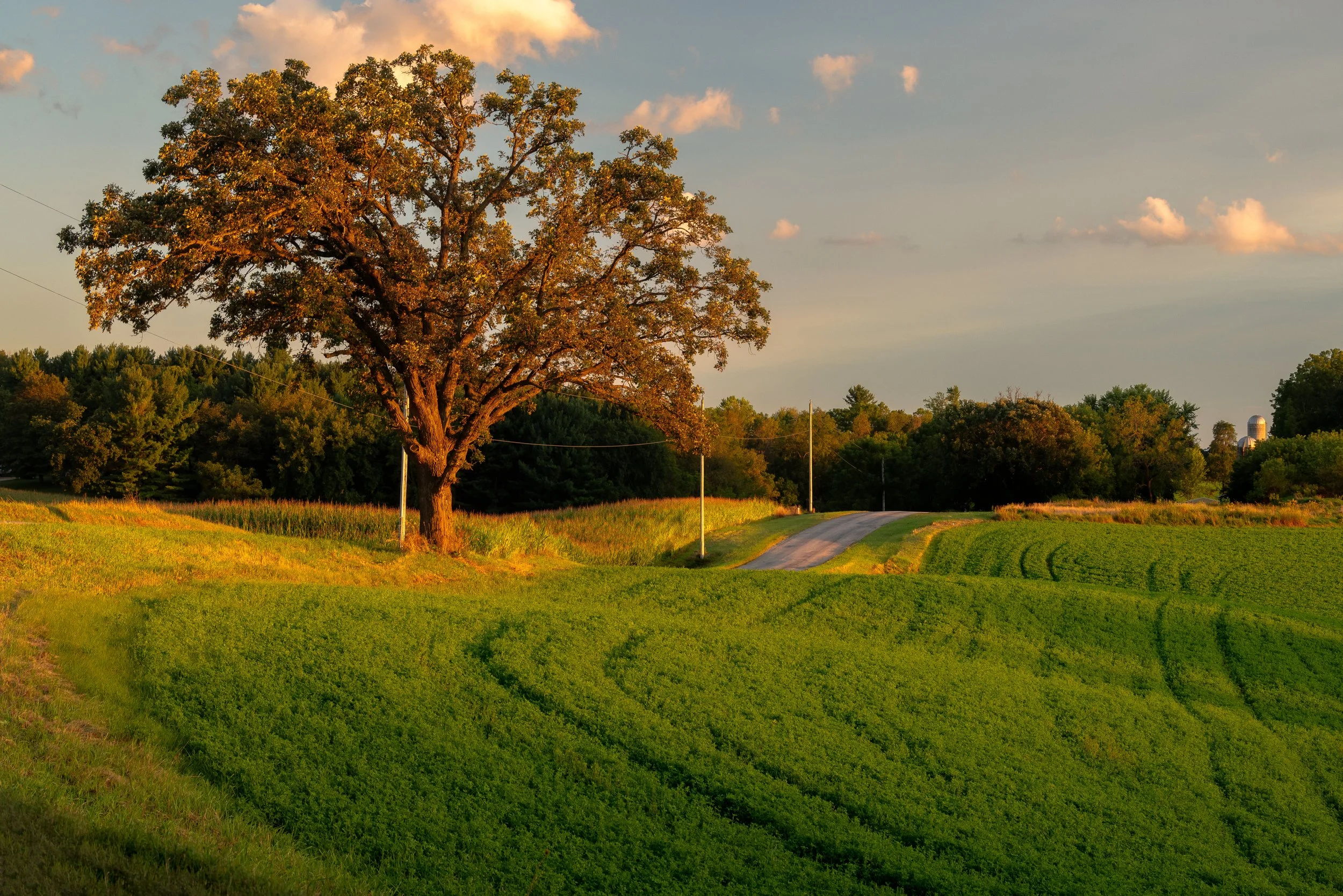 tree-grassy-field-winding-path-sunset.jpg