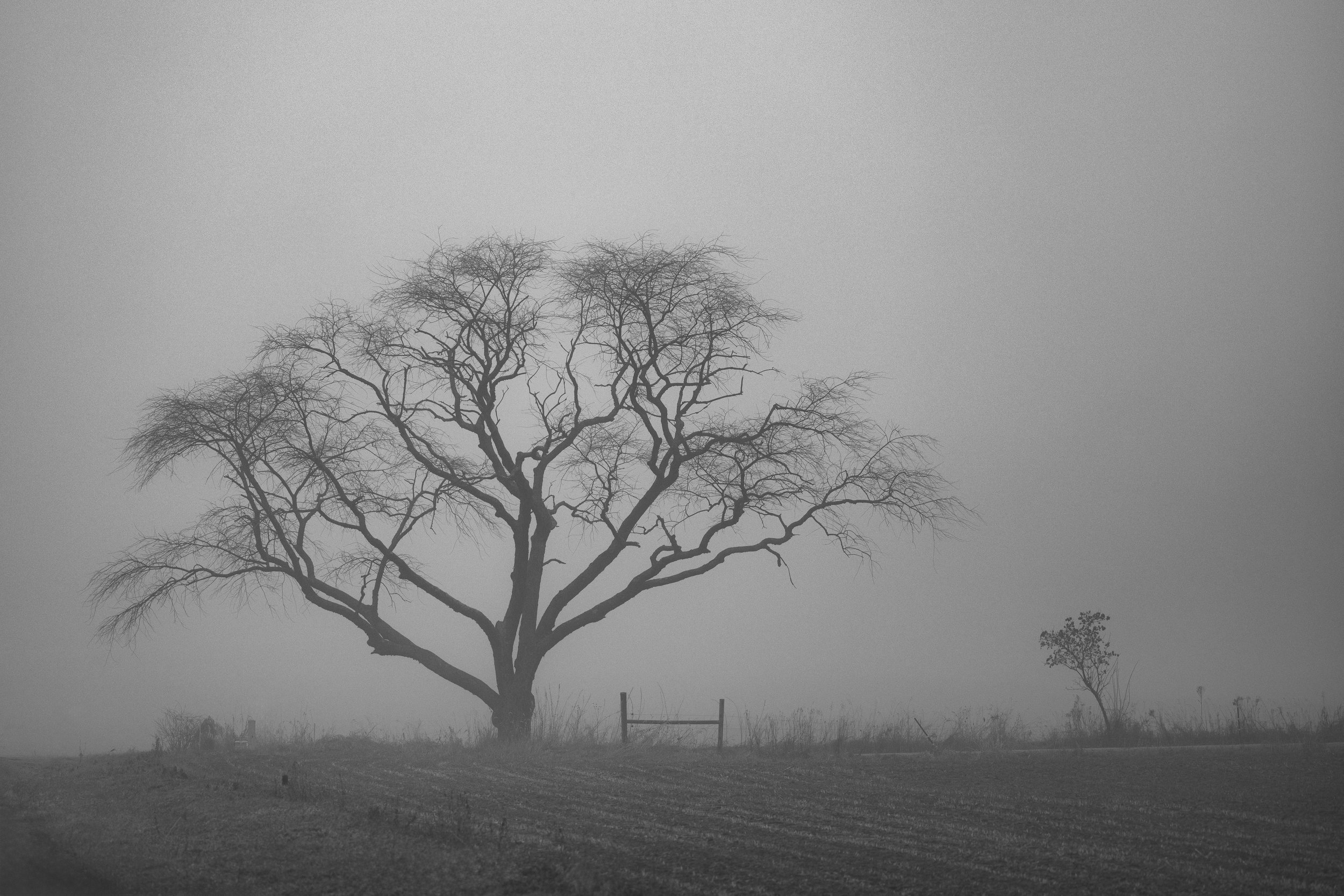 tree and hitching post.jpg