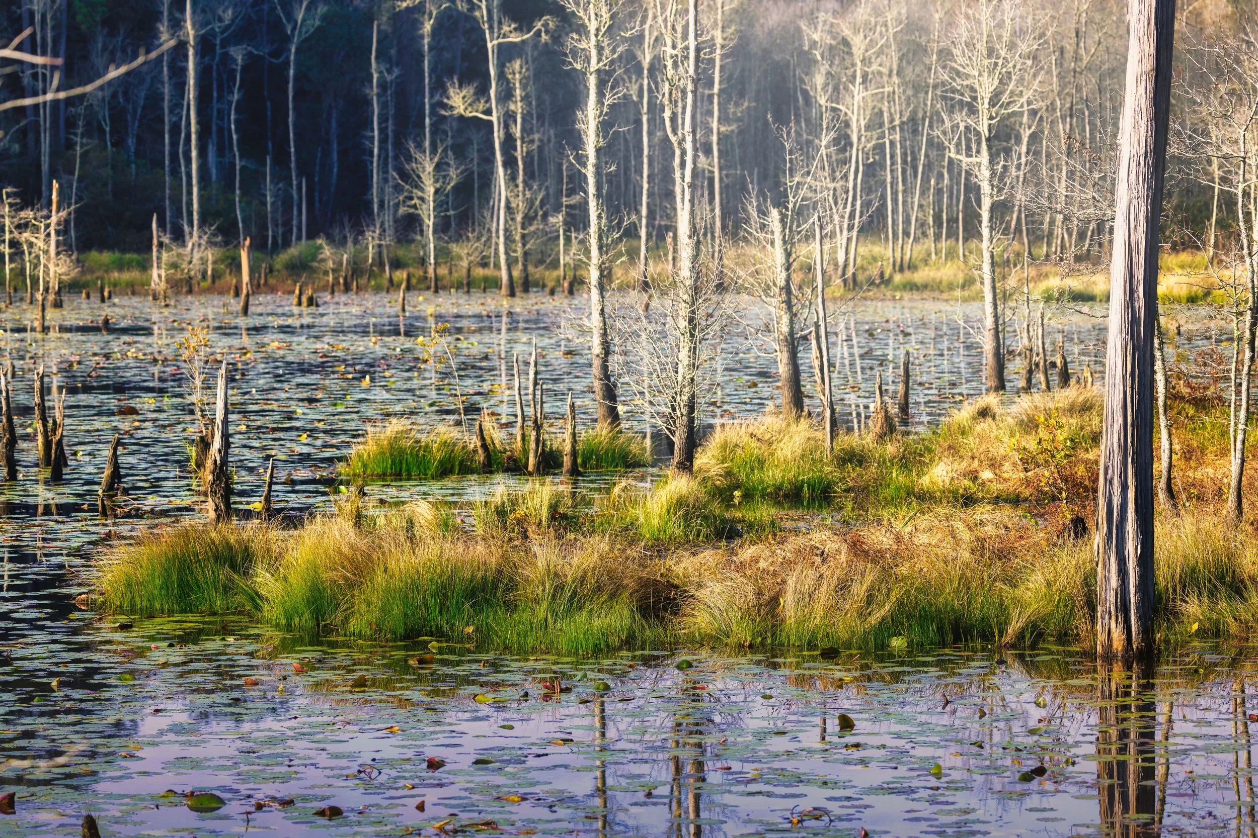 swamp-bare-trees-sunset-reflection.jpg