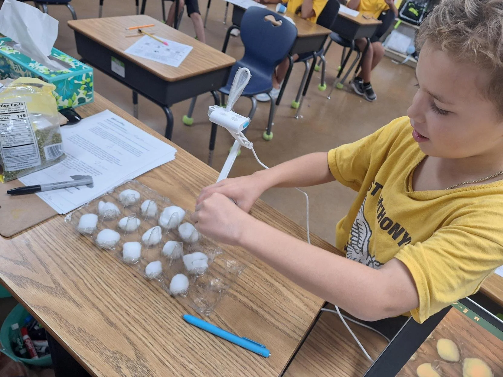 Our 3rd graders are exploring plant growth by growing mung beans in egg trays and observing the process of seed germination through hands-on science learning! 🌱