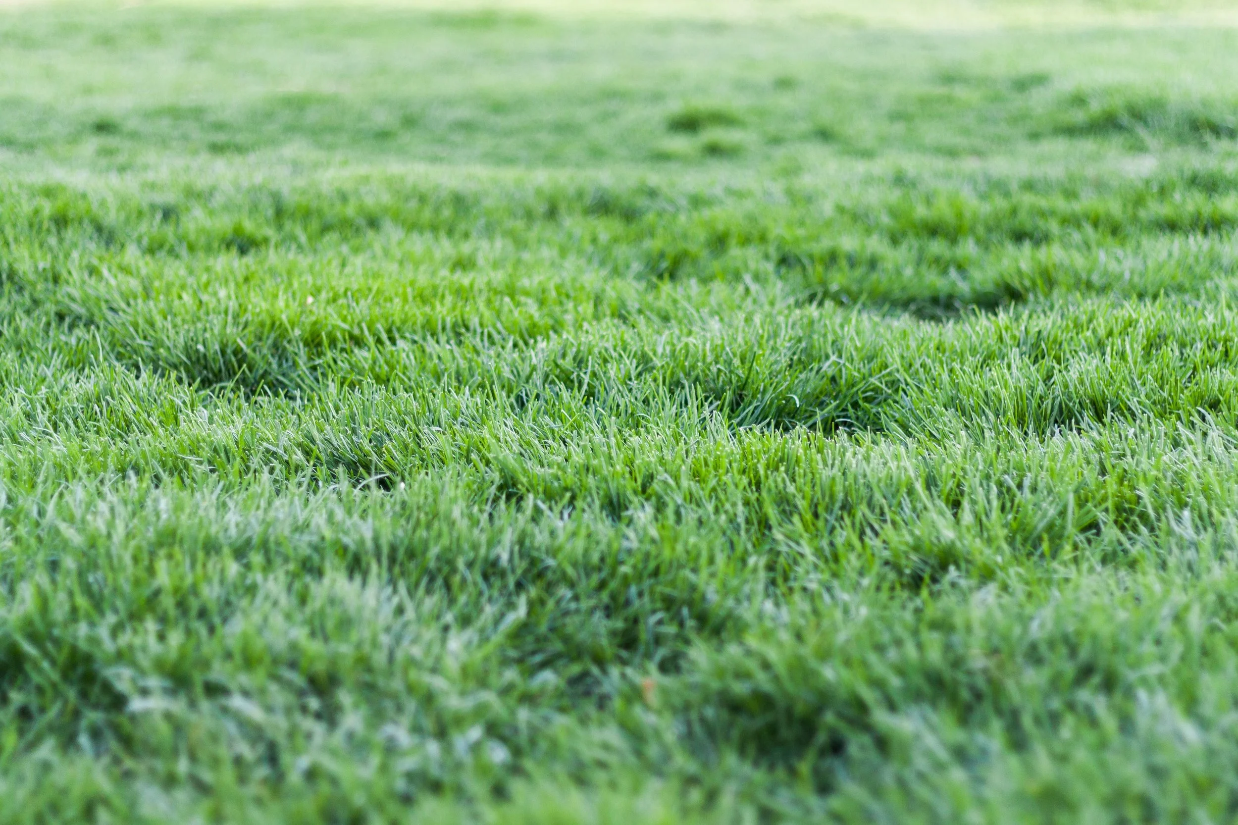 Professional Lawn Maintenance in Wayne, NJ: The Complete Guide to a Healthier Lawn