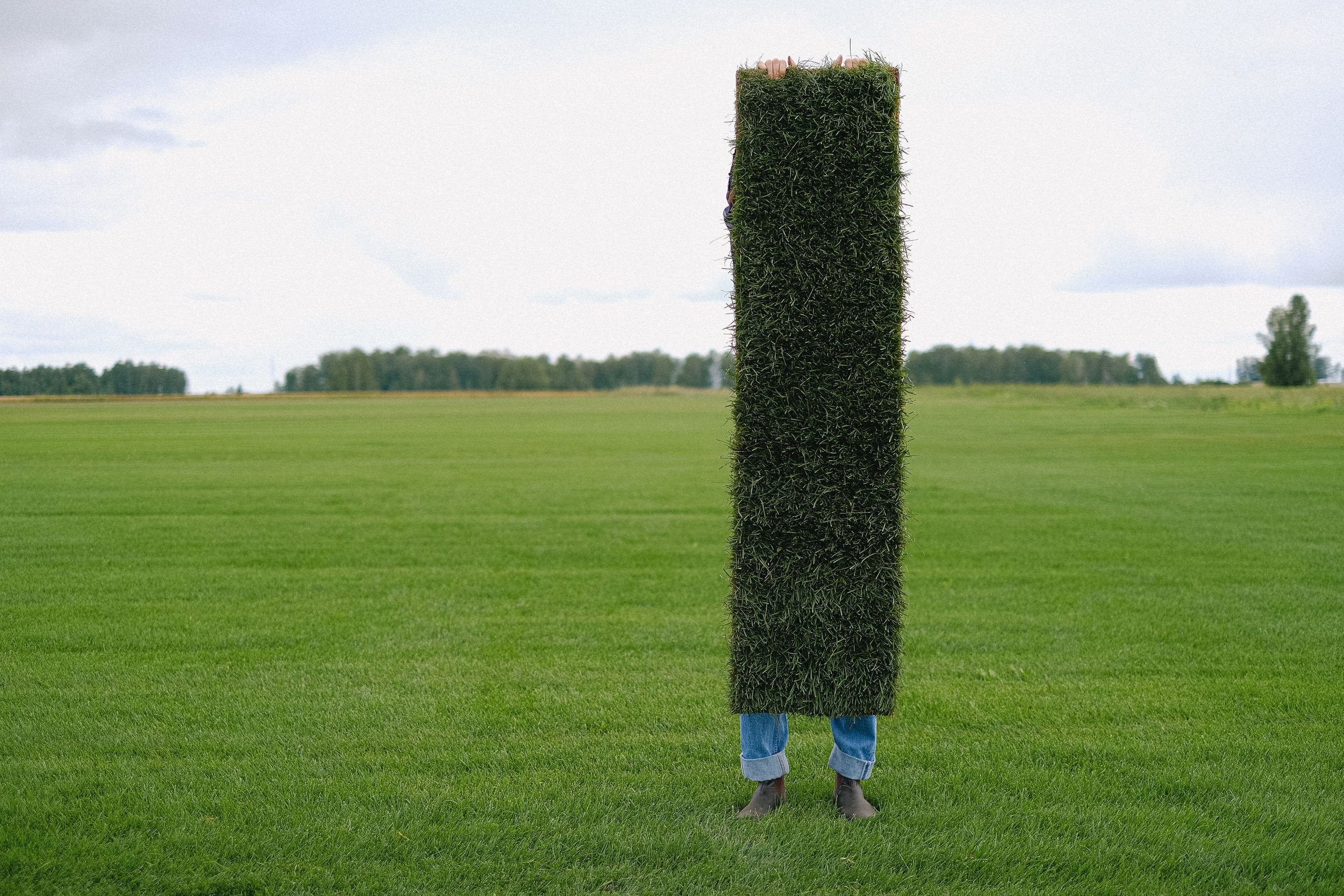 Sod vs. Seed: Which Is Better for Your Lawn in New Jersey?