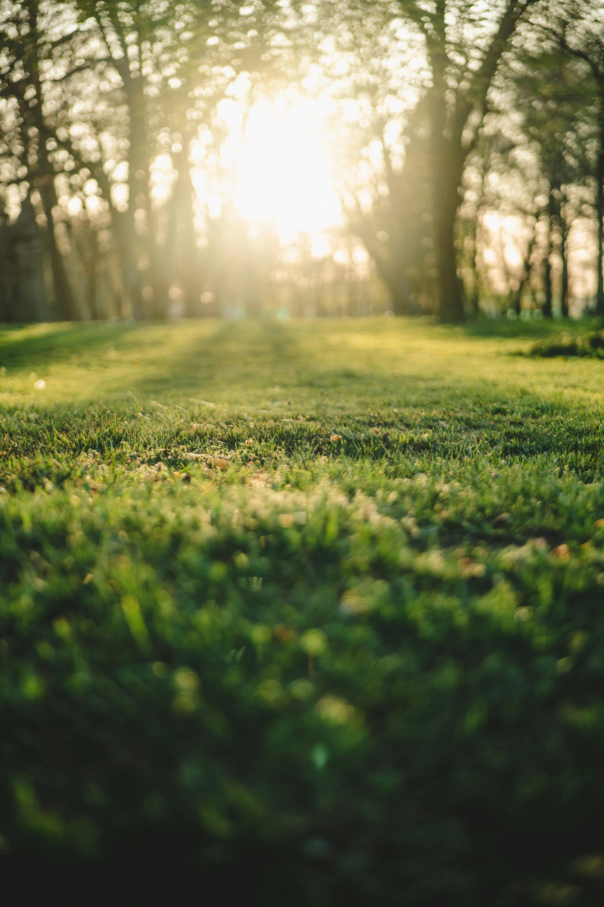 Sunlight shining through trees over a grassy field, creating a warm, peaceful outdoor scene.