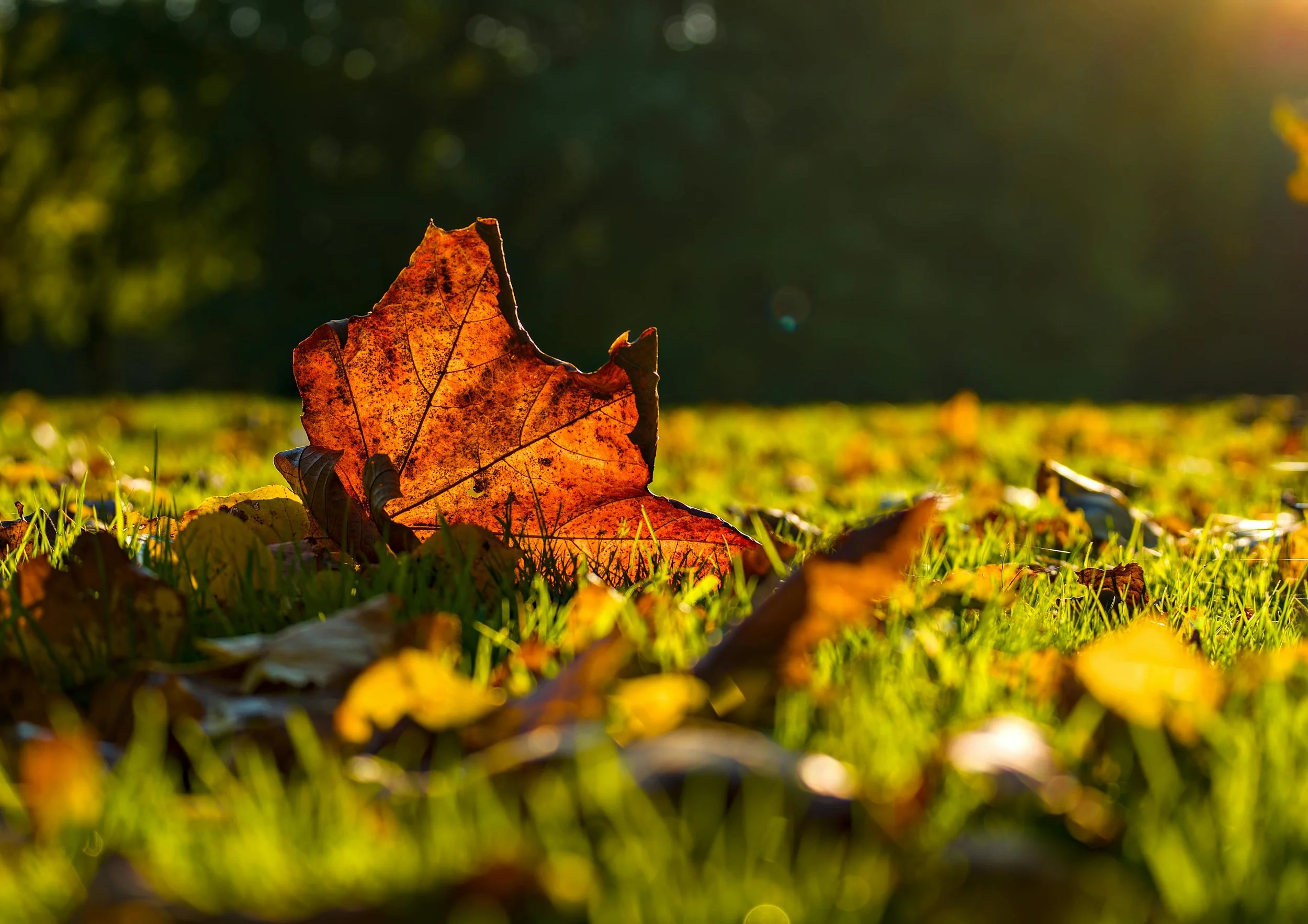 Seasonal Lawn Care