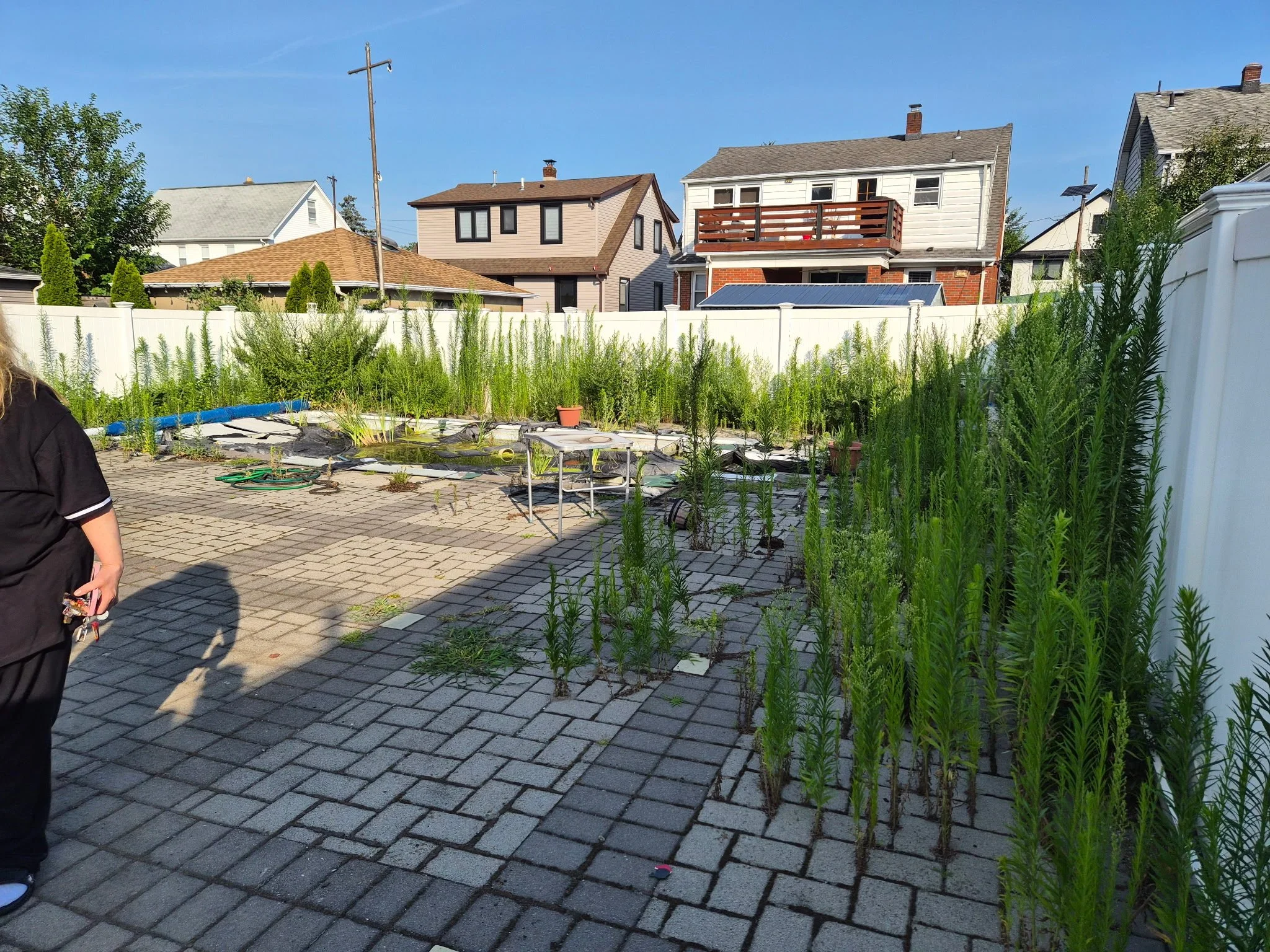 Another before image of a huge weed removal job we had. Look at that over growth! There were weeds growing out of the pool! Done in Wayne, NJ