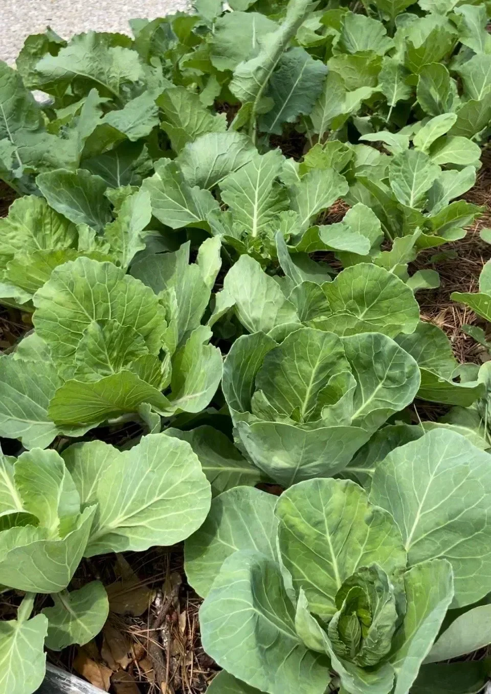 Reimagined Gardens
