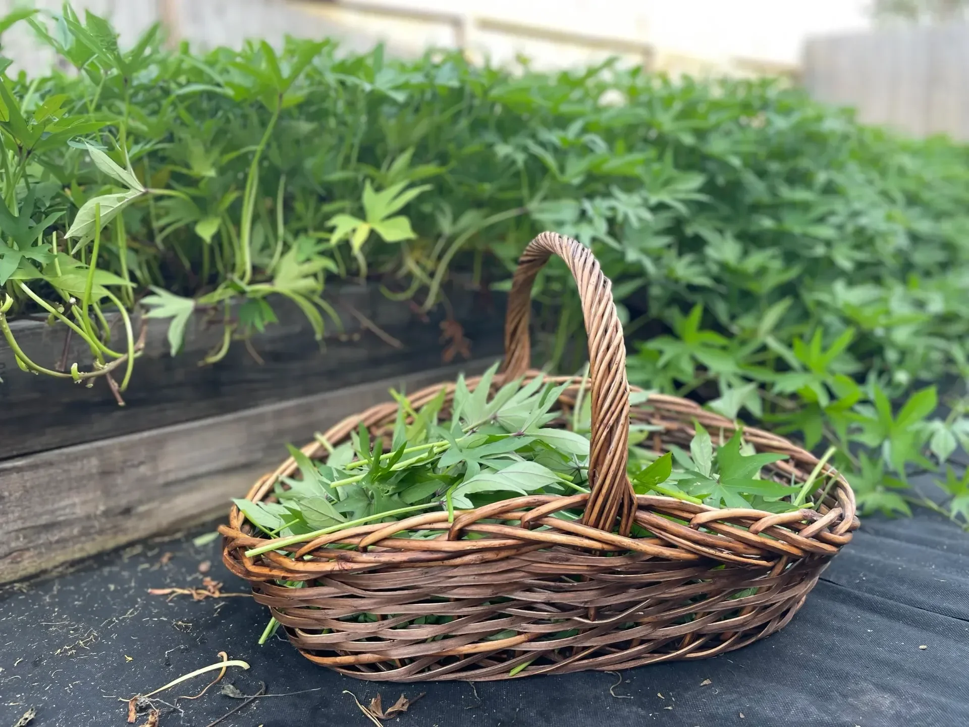 Reimagined Gardens