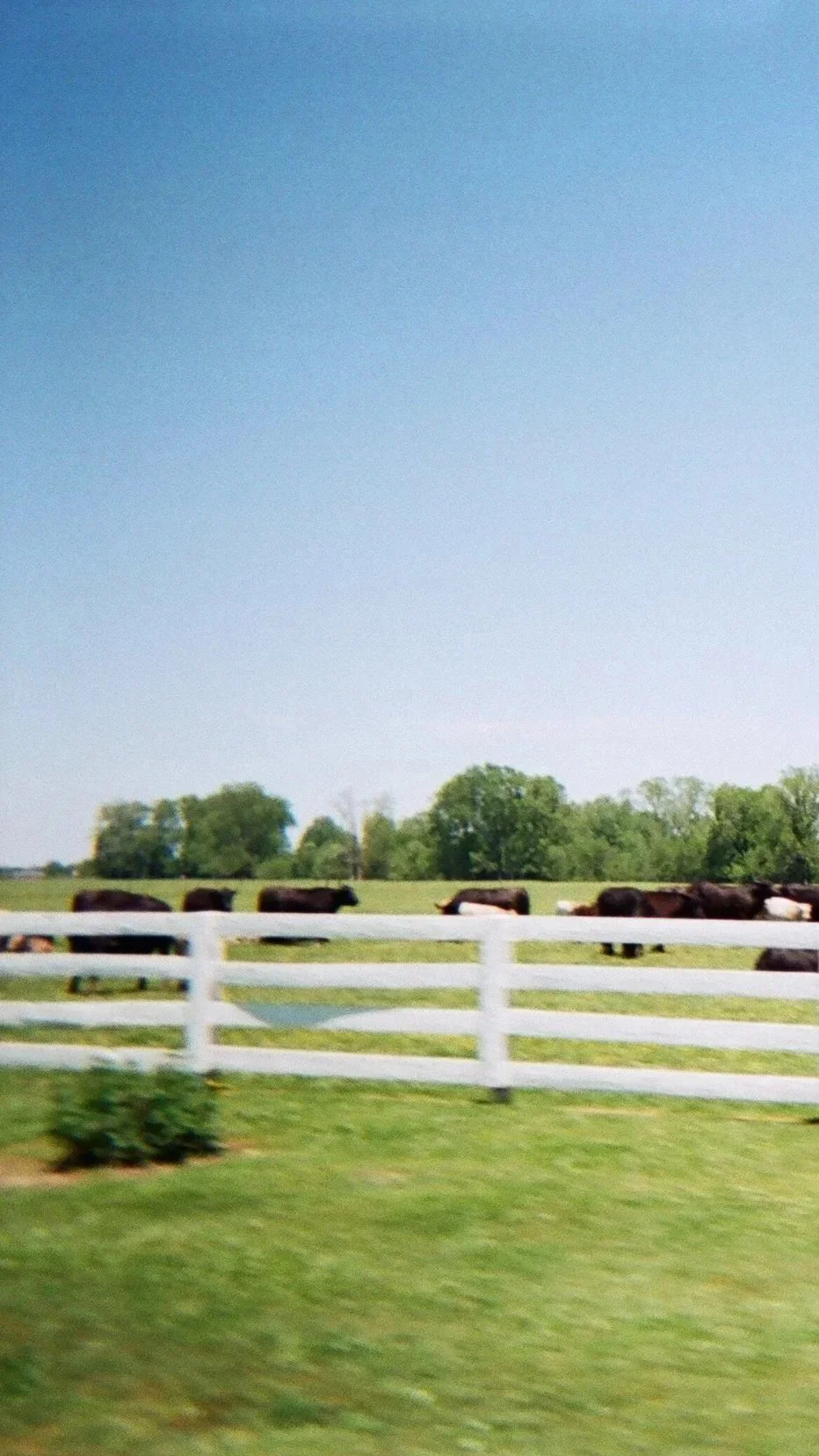 Cows grazing in a Louisiana field behind a white fence with green trees and a blue sky in the background. Photo taken by Amber "Baz" Vogts