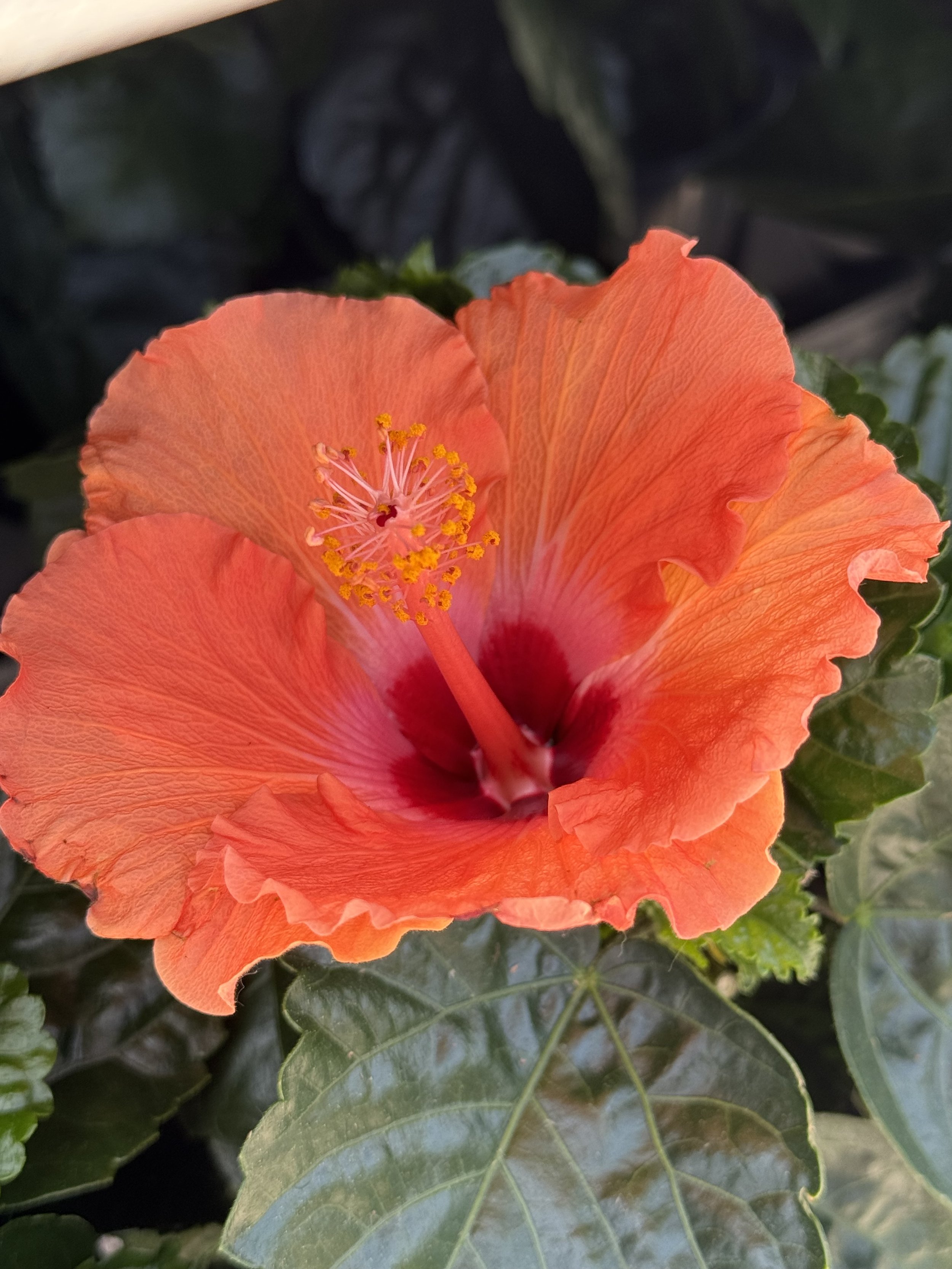Hibiscus in Calgary