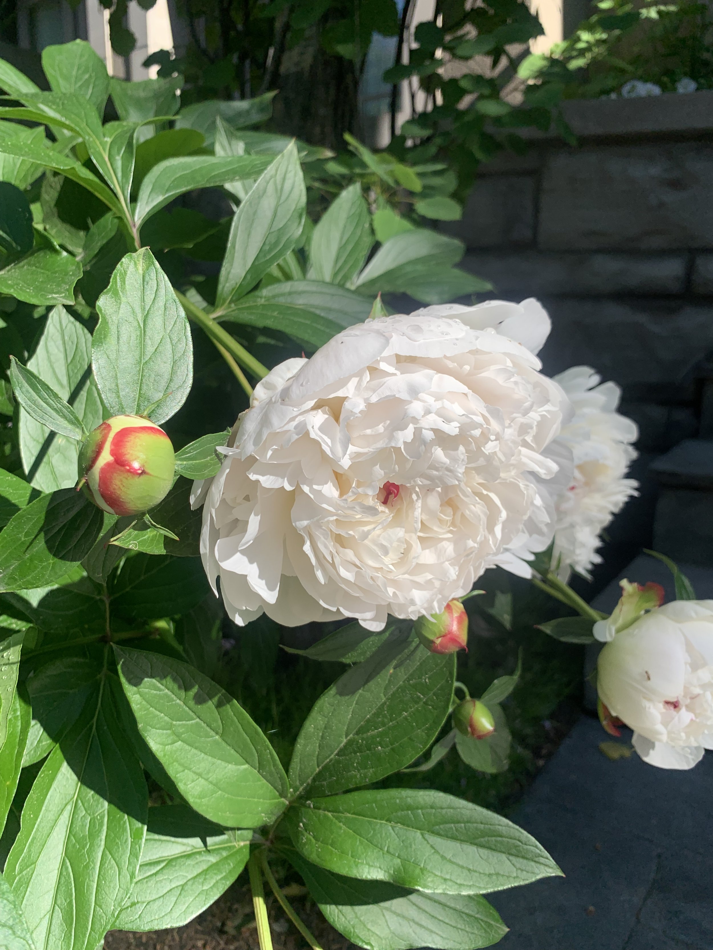 IMG_2627.jpeg