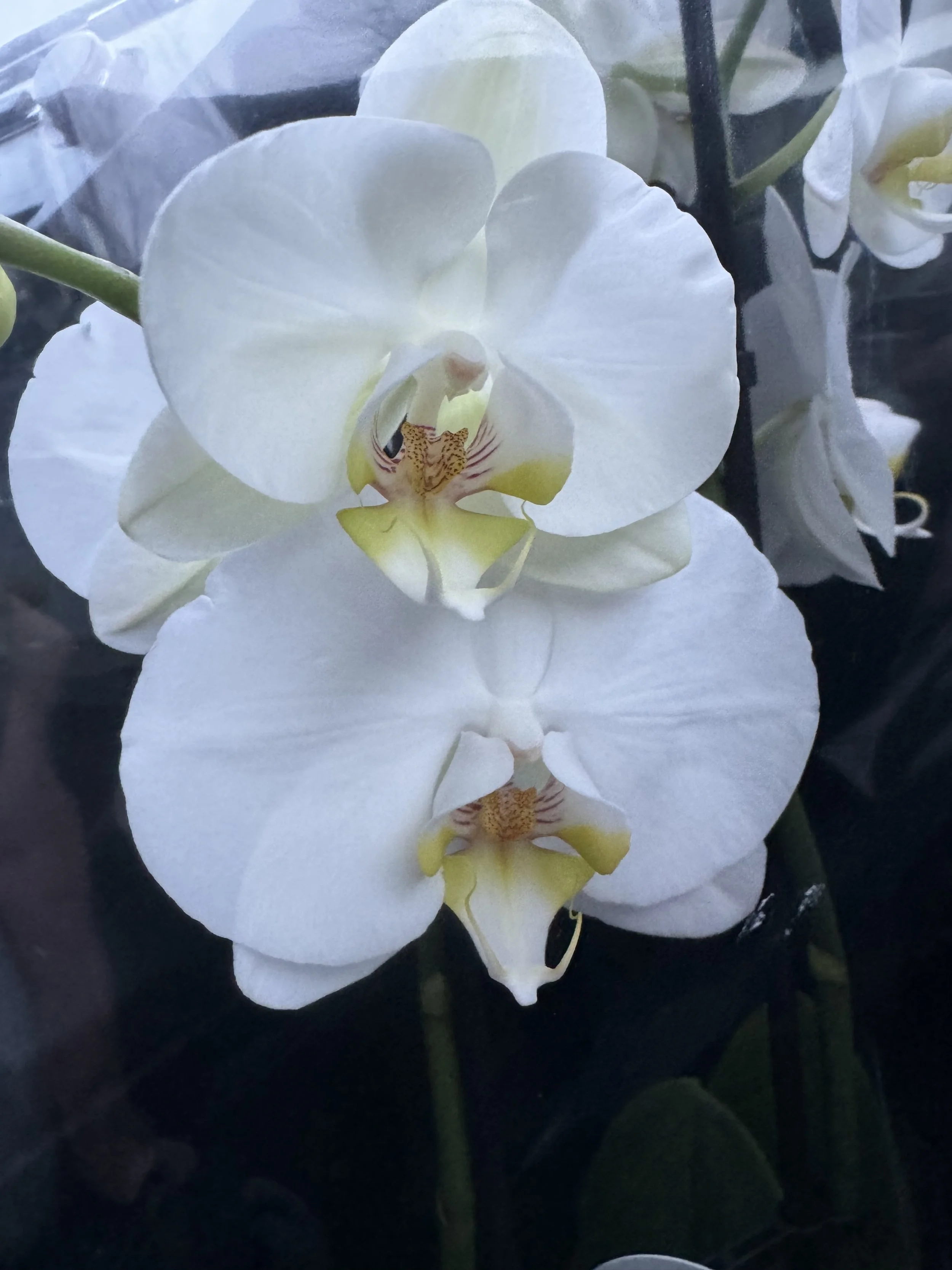 Phalaenopsis orchid in Calgary