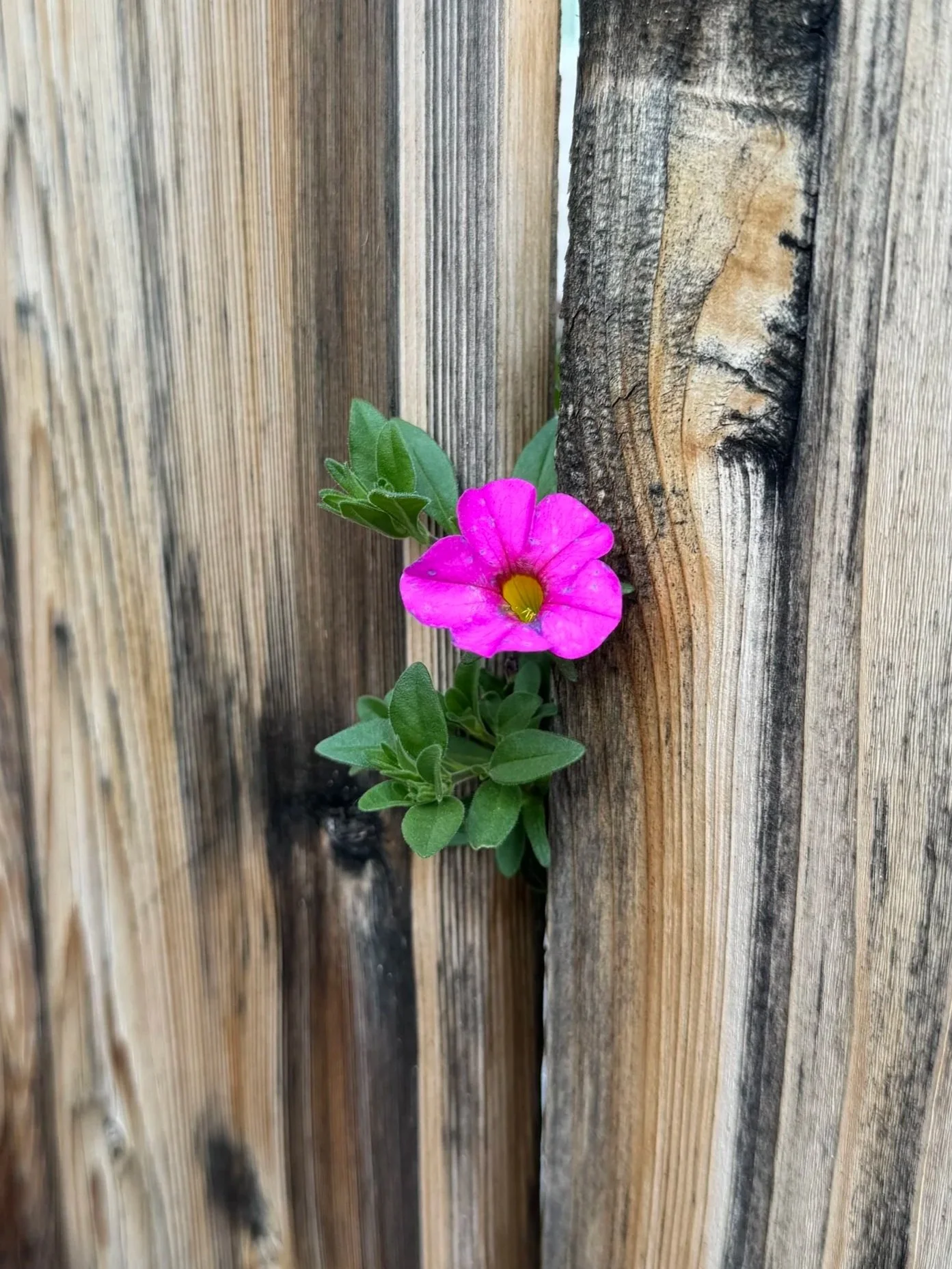 Petunia in Calgary