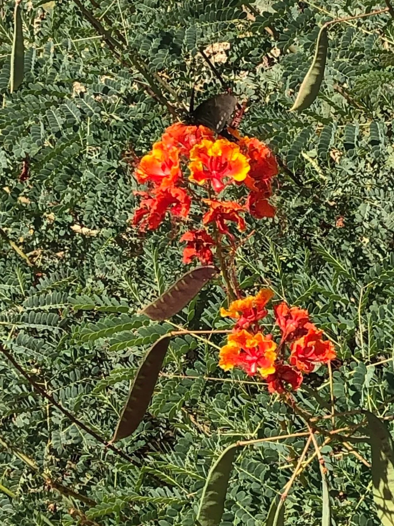 Peacock flower in Phoenix