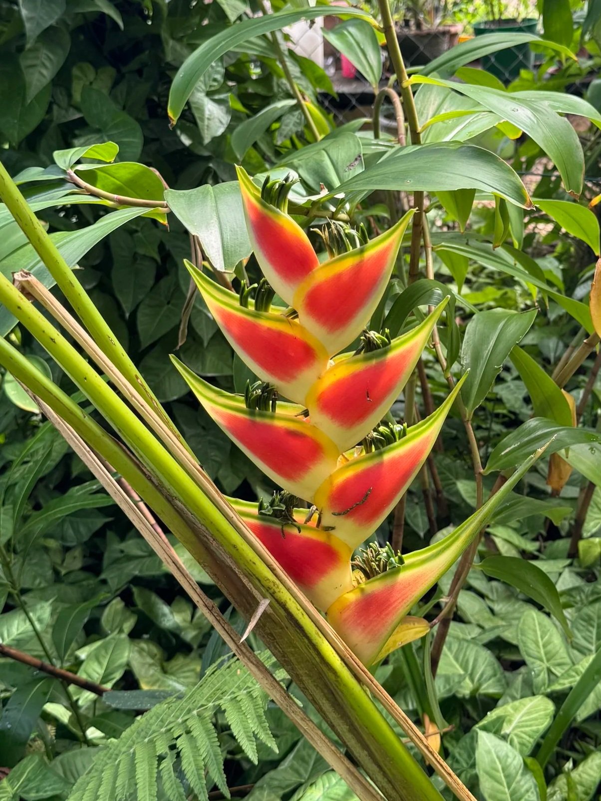 Heliconia in Negril