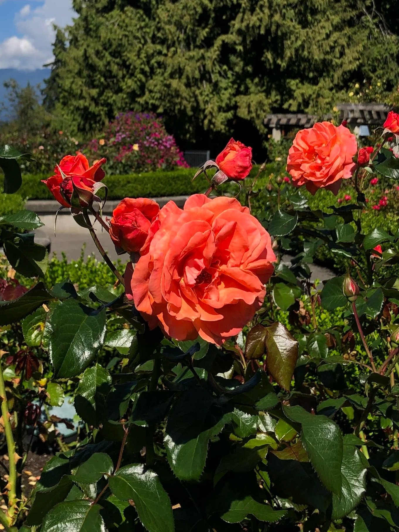 Rose in Vancouver