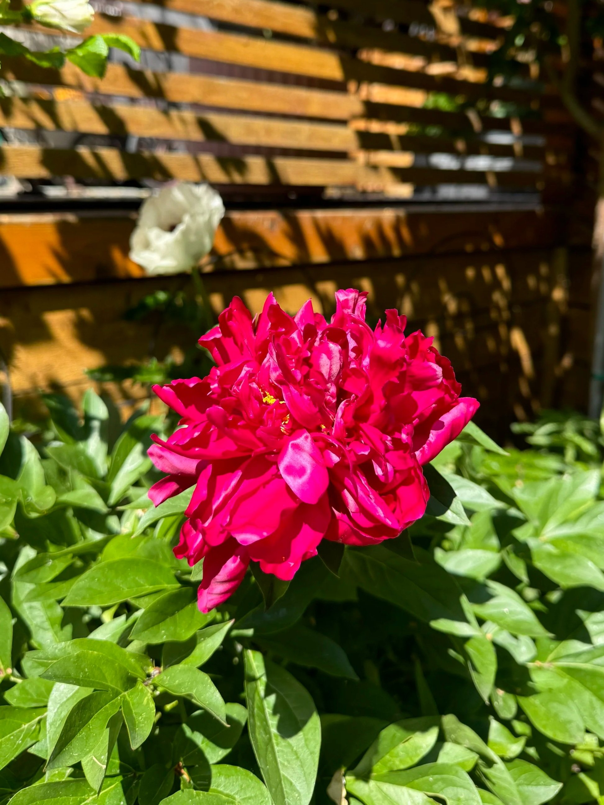 Peony in Calgary