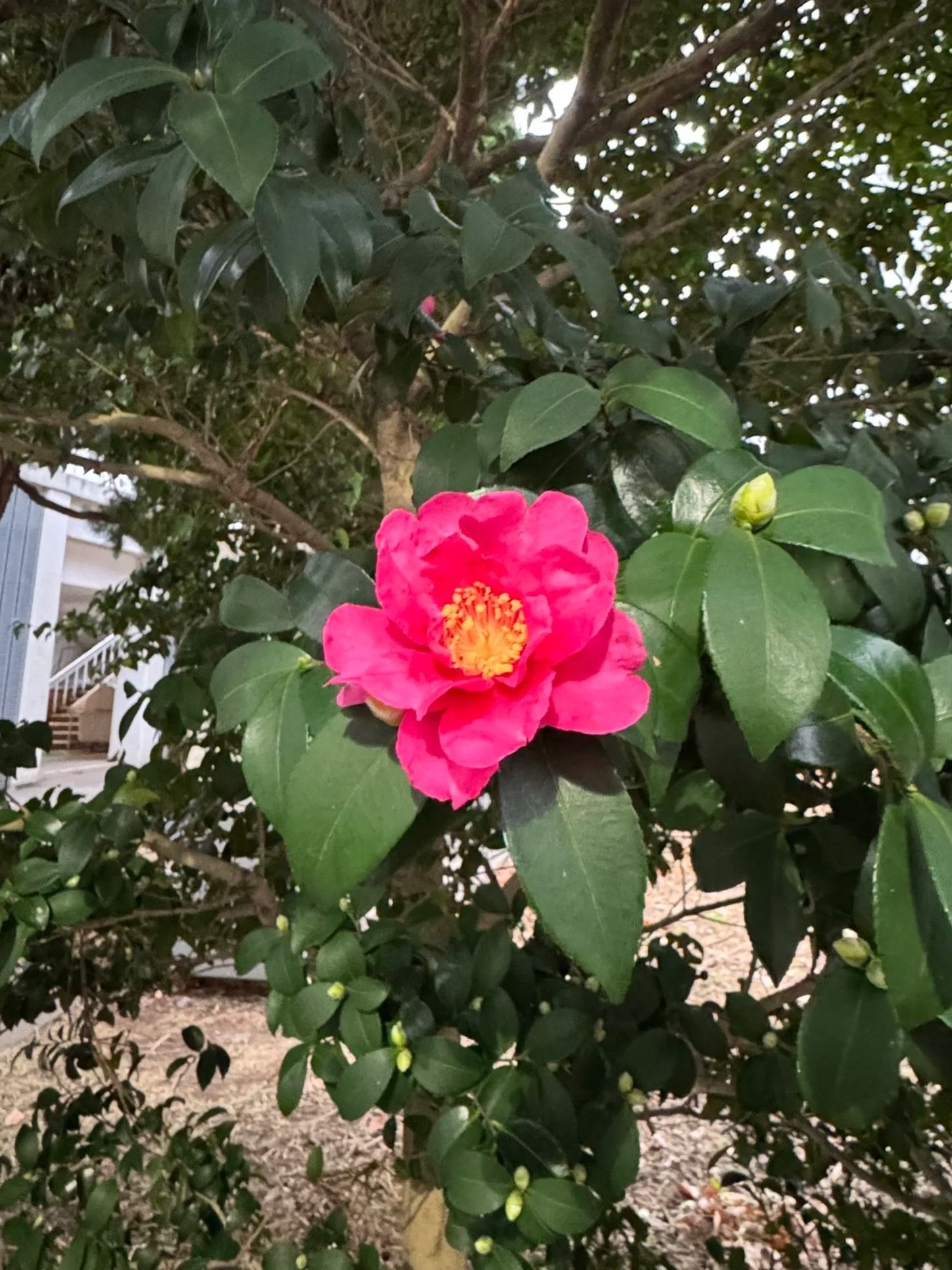 Camellia in Tokyo