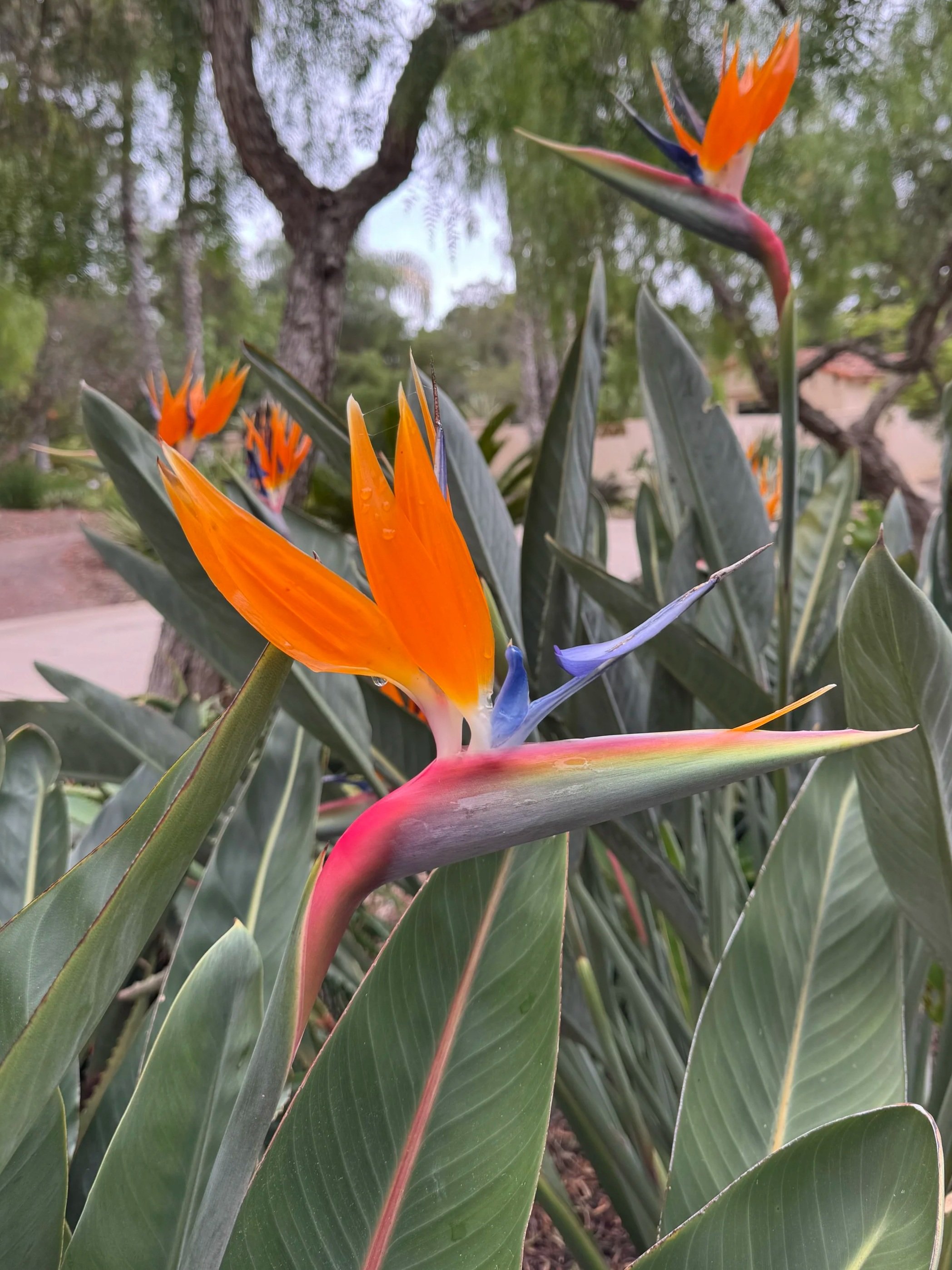 Bird of paradise in San Diego