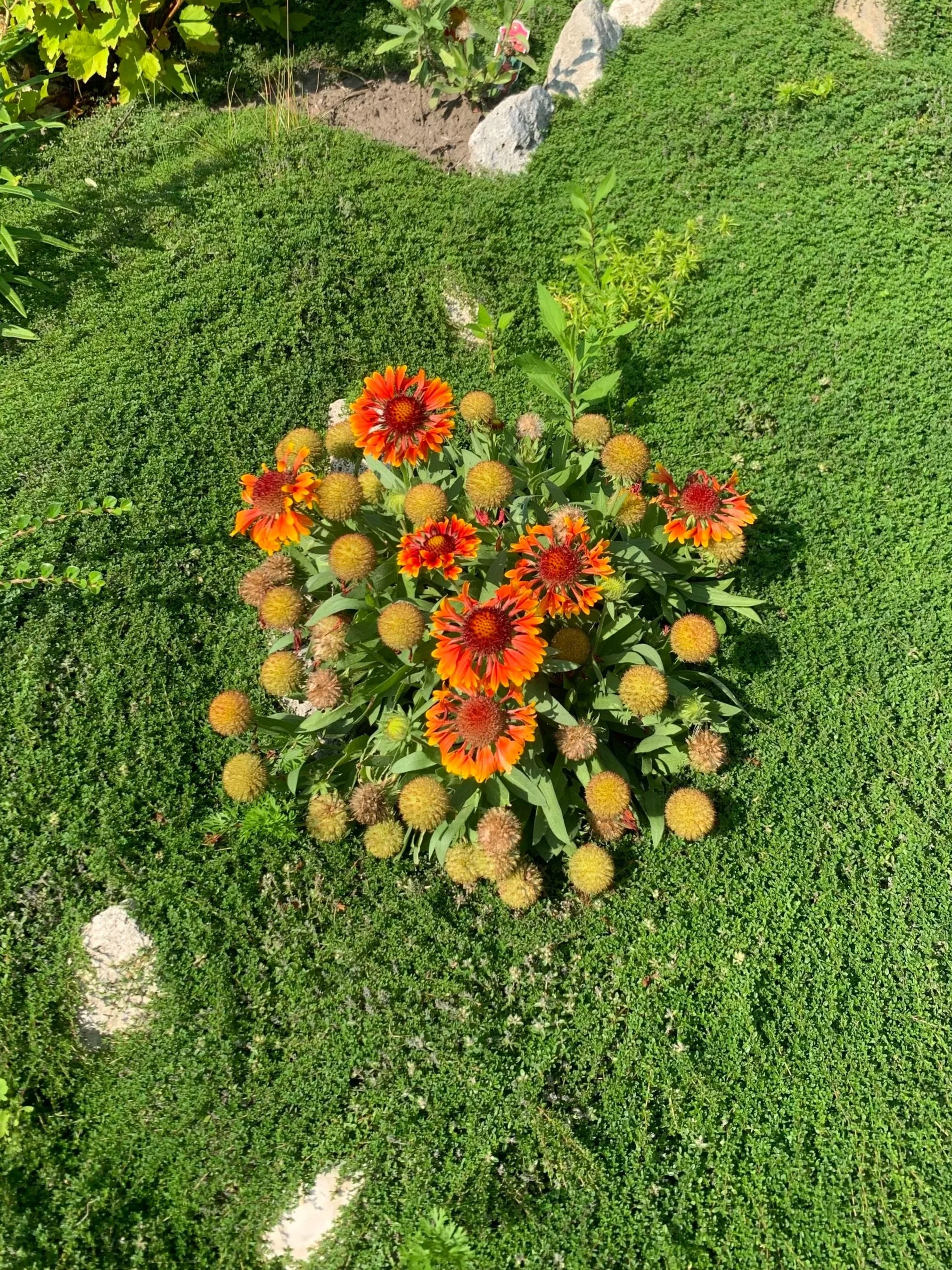 Marigolds in Toronto