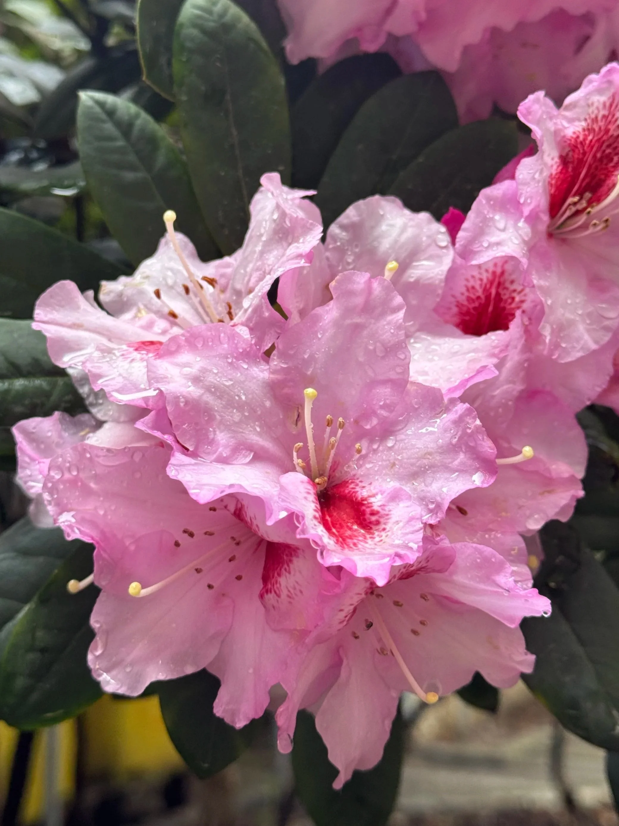 Rhododendron in Berlin
