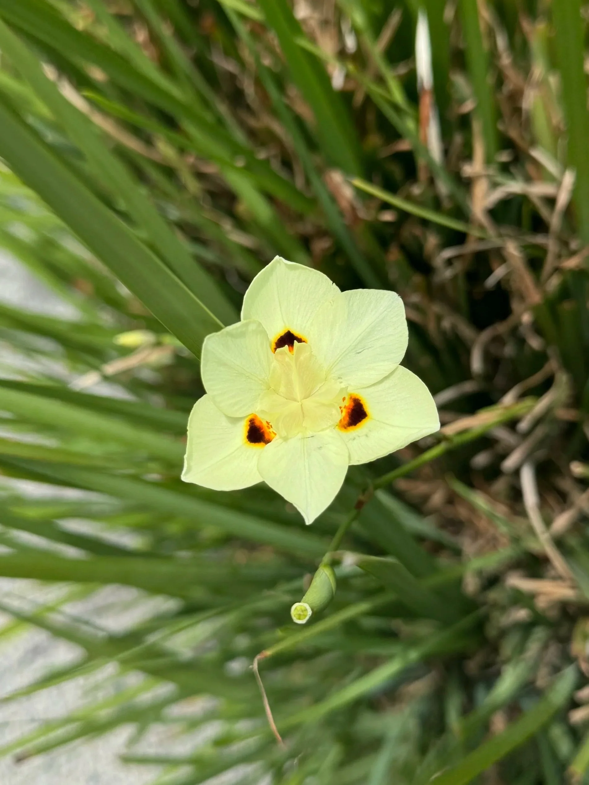 Dietes in San Diego
