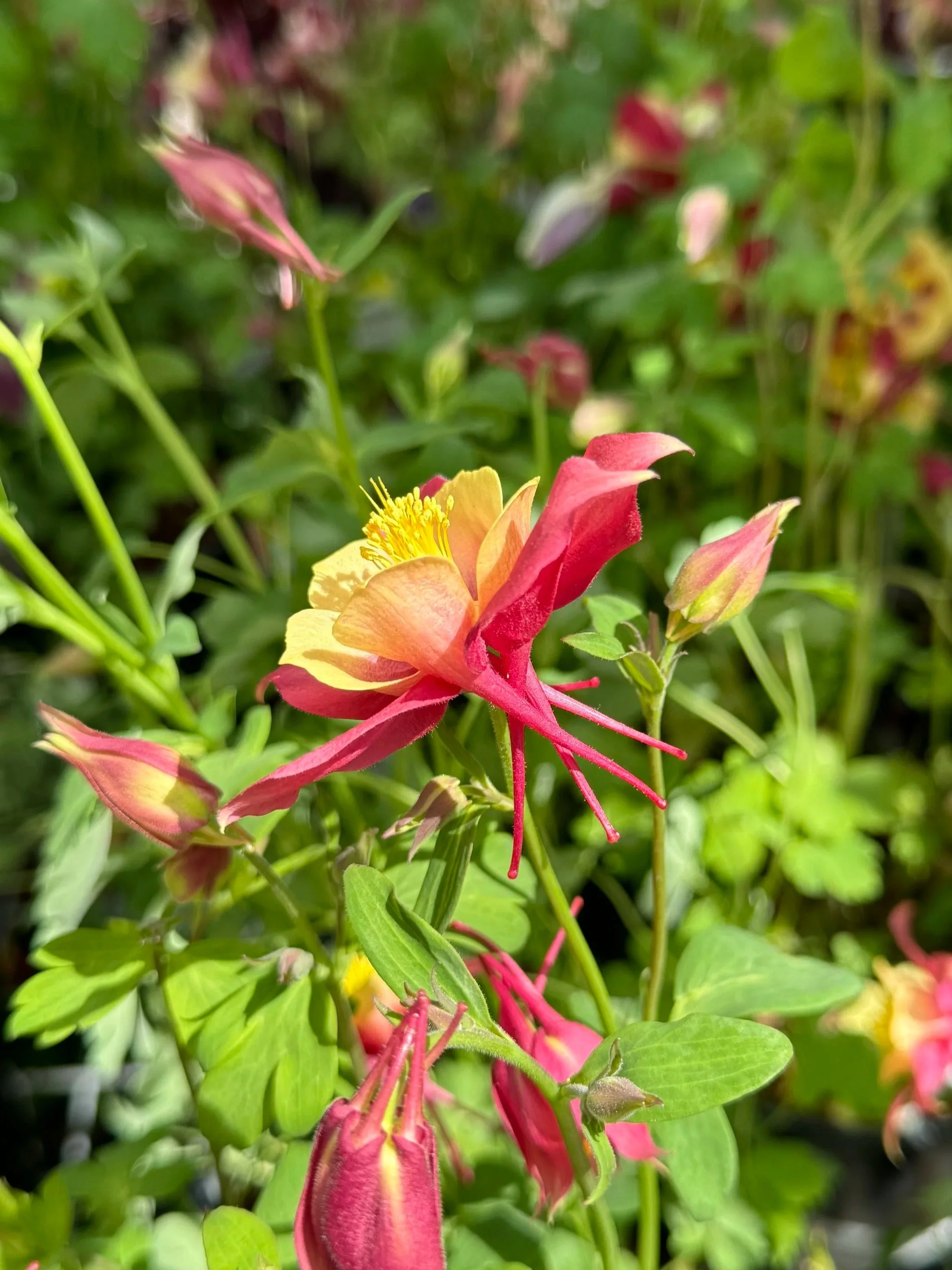 Columbine in Calgary
