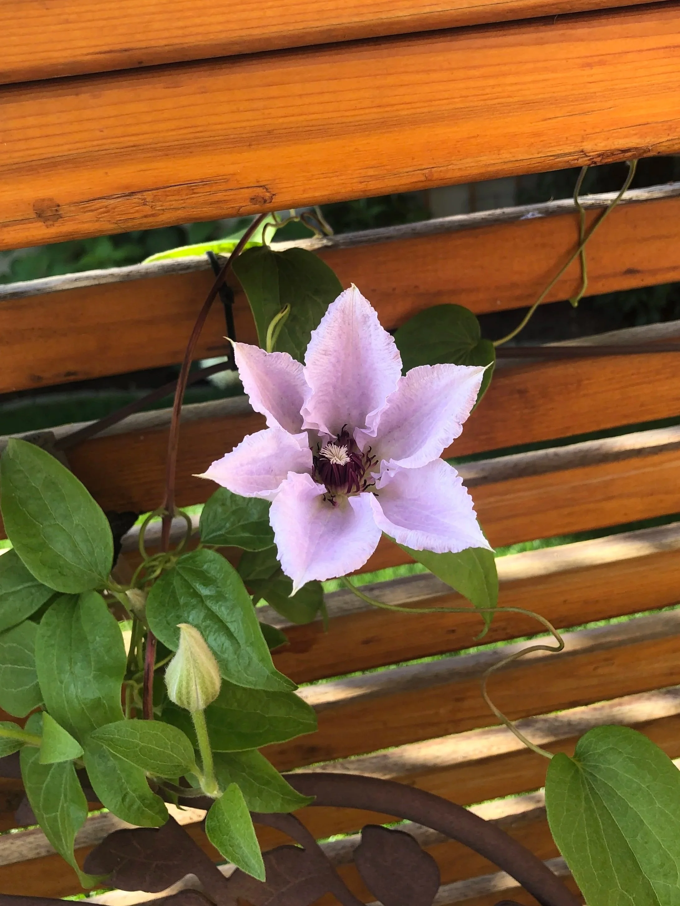 Clematis in Calgary