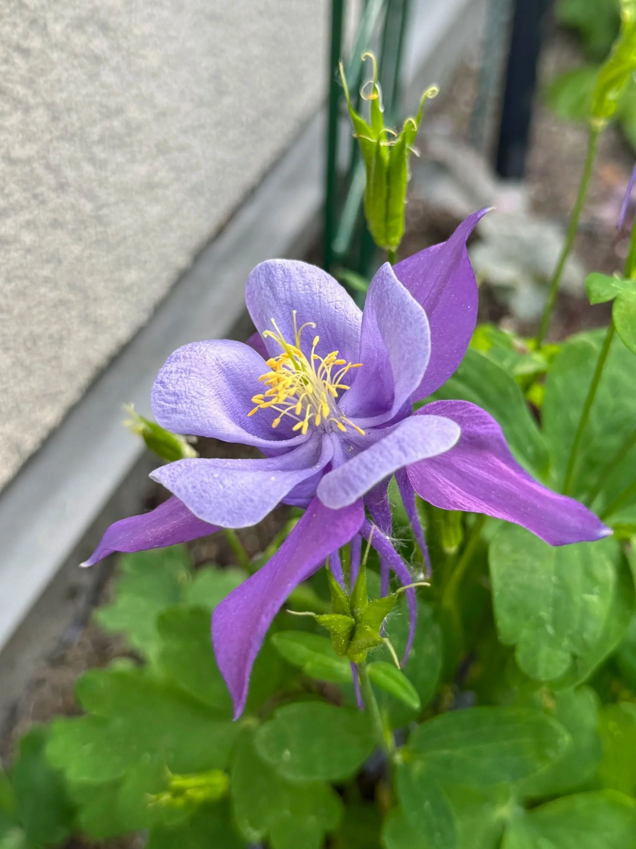Columbine in Calgary