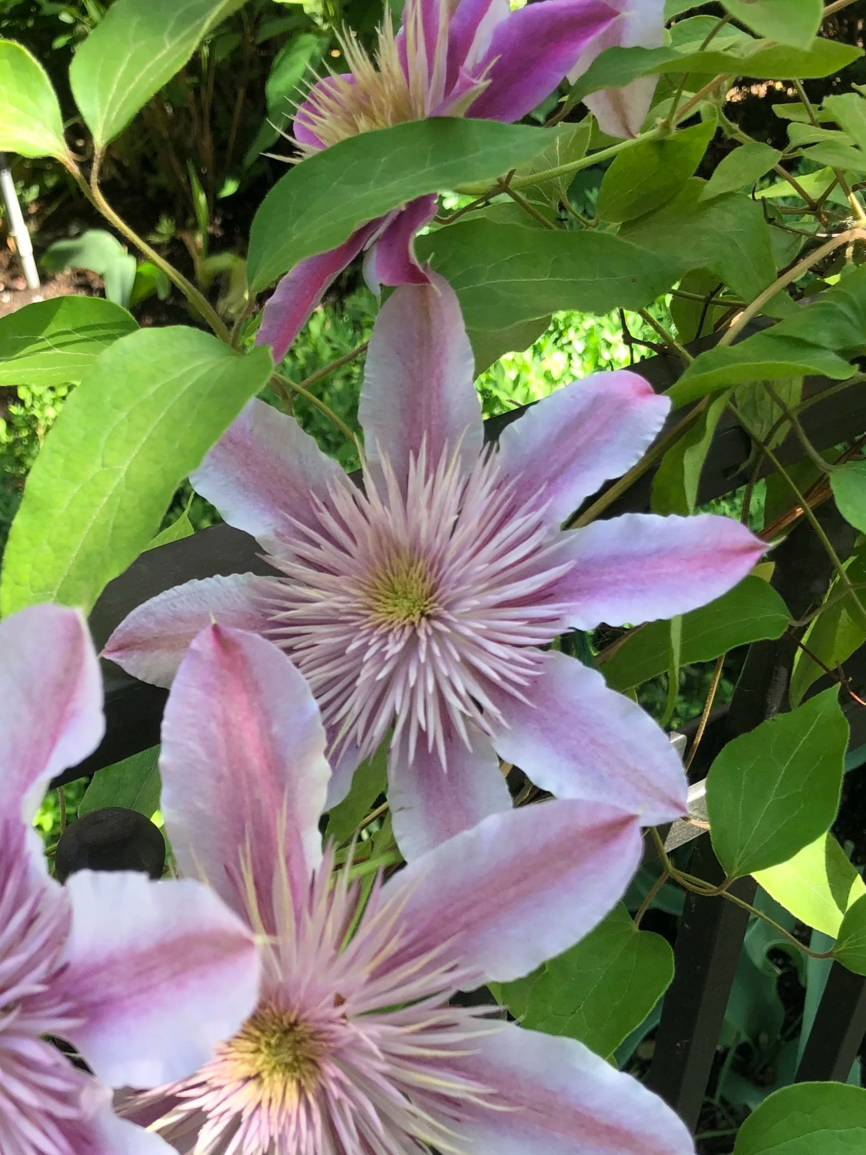 Clematis in Calgary