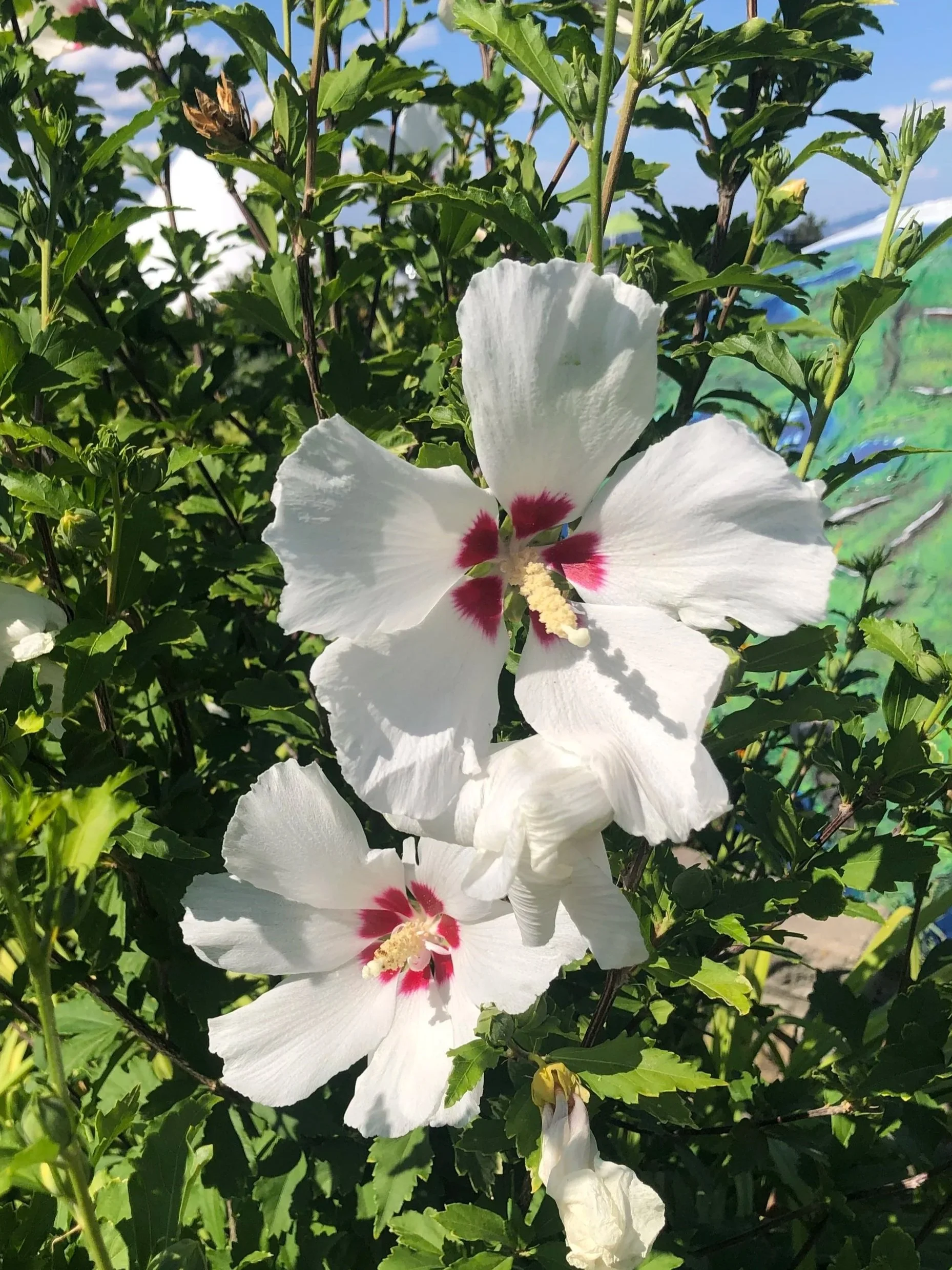 Hibiscus in Kelowna