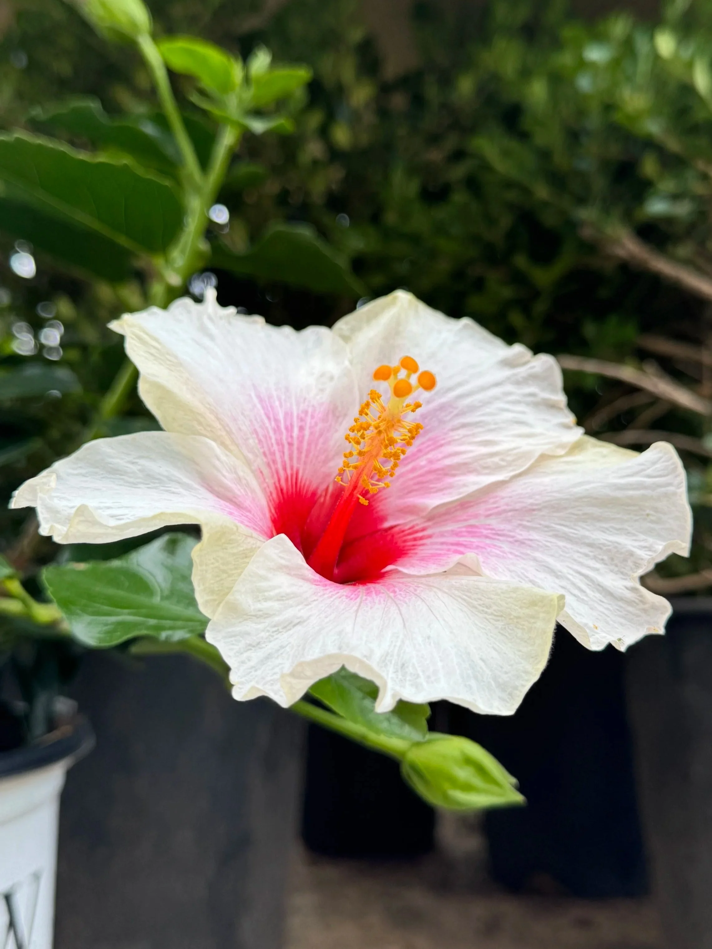 Hibiscus in Calgary