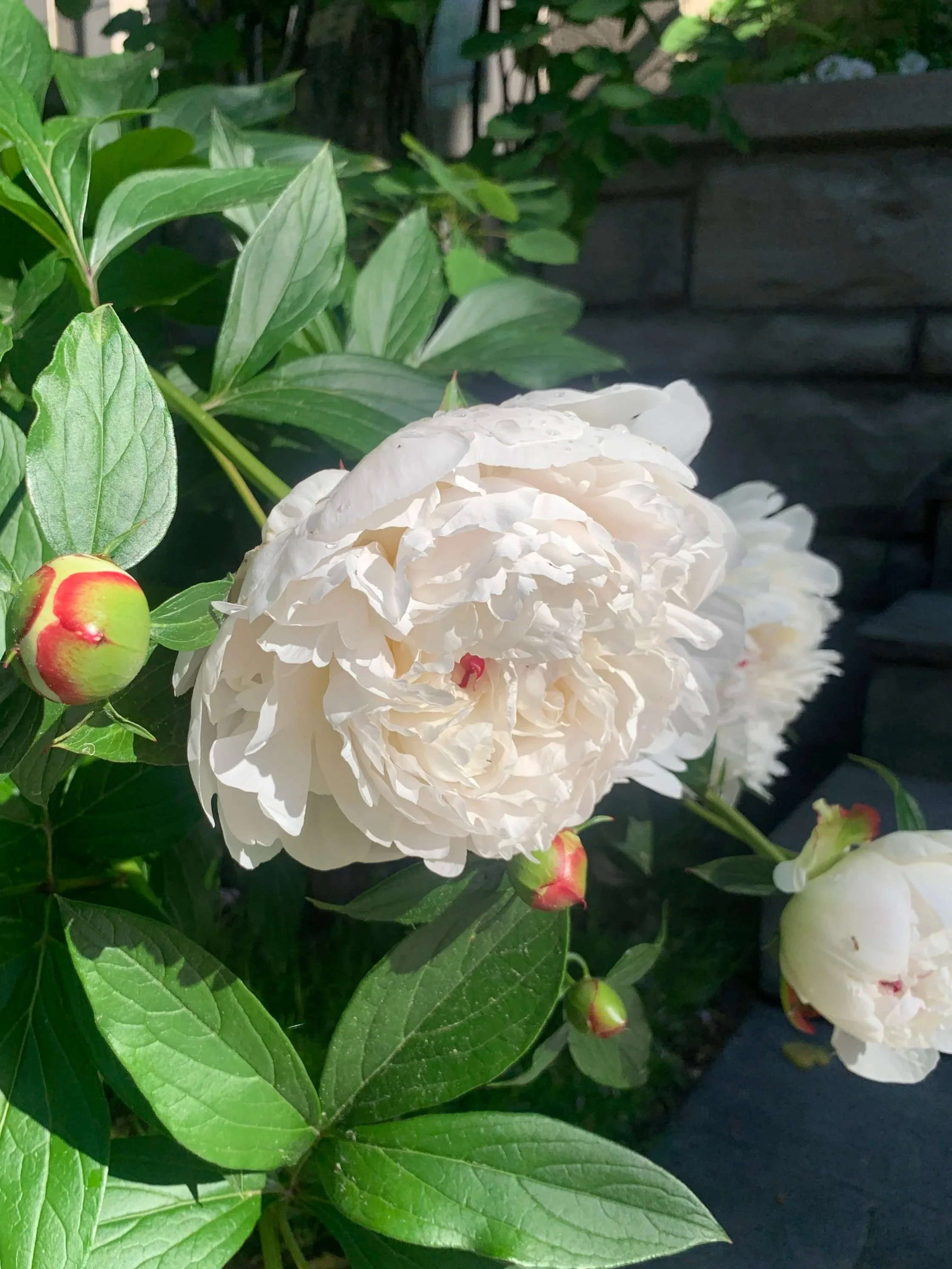 Peony in Calgary