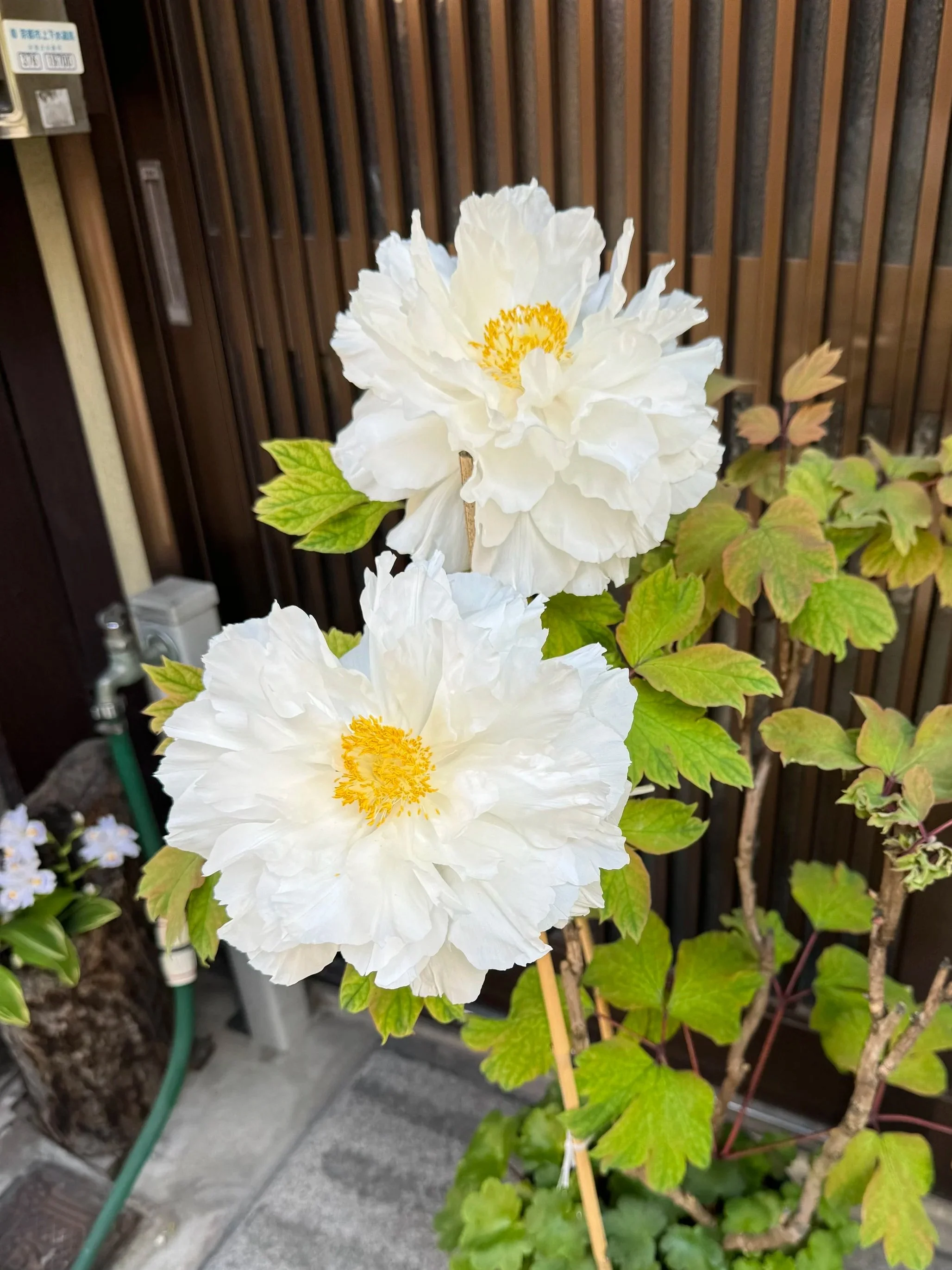 Rock rose in Kyoto