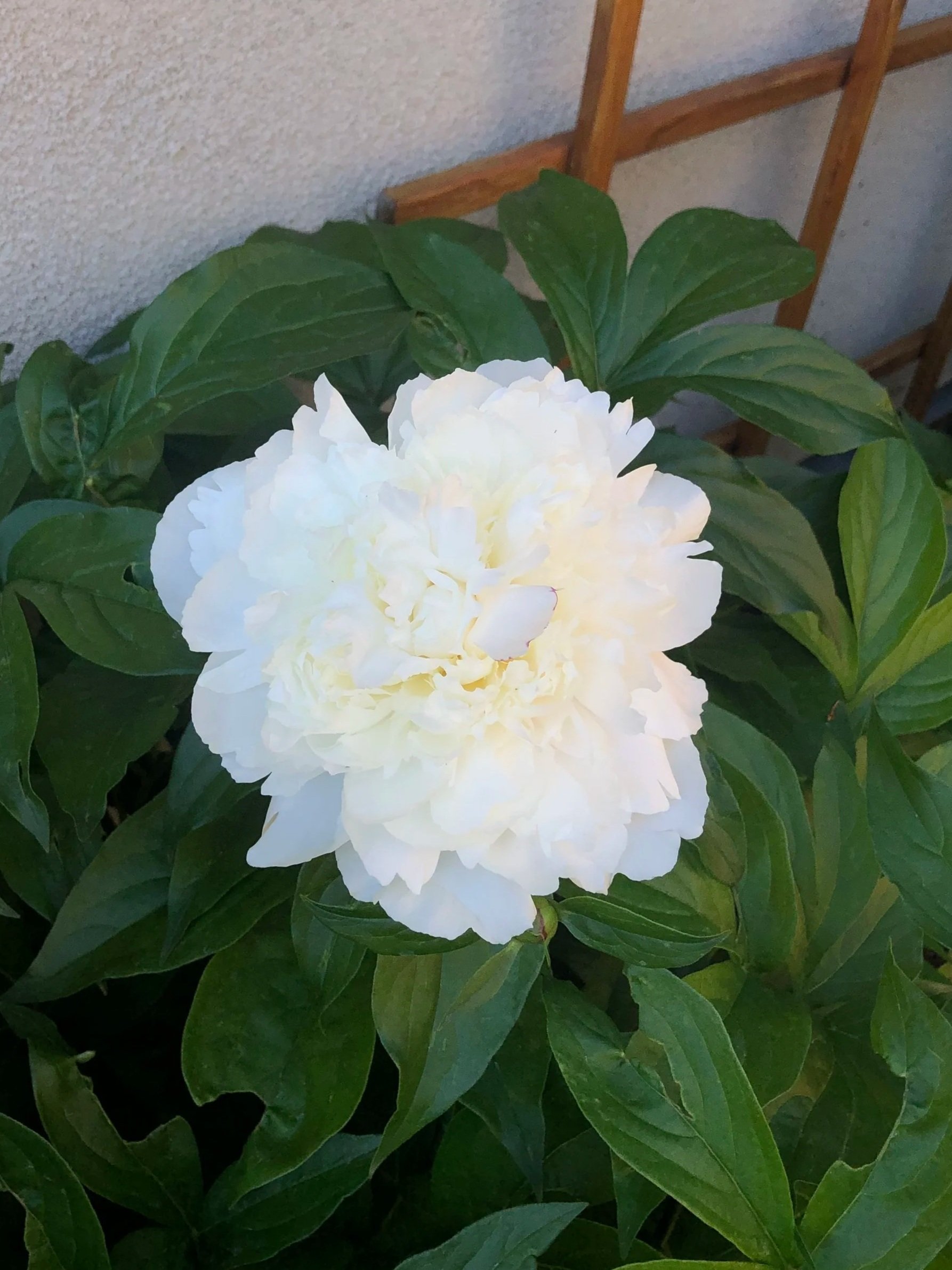 Peony in Calgary