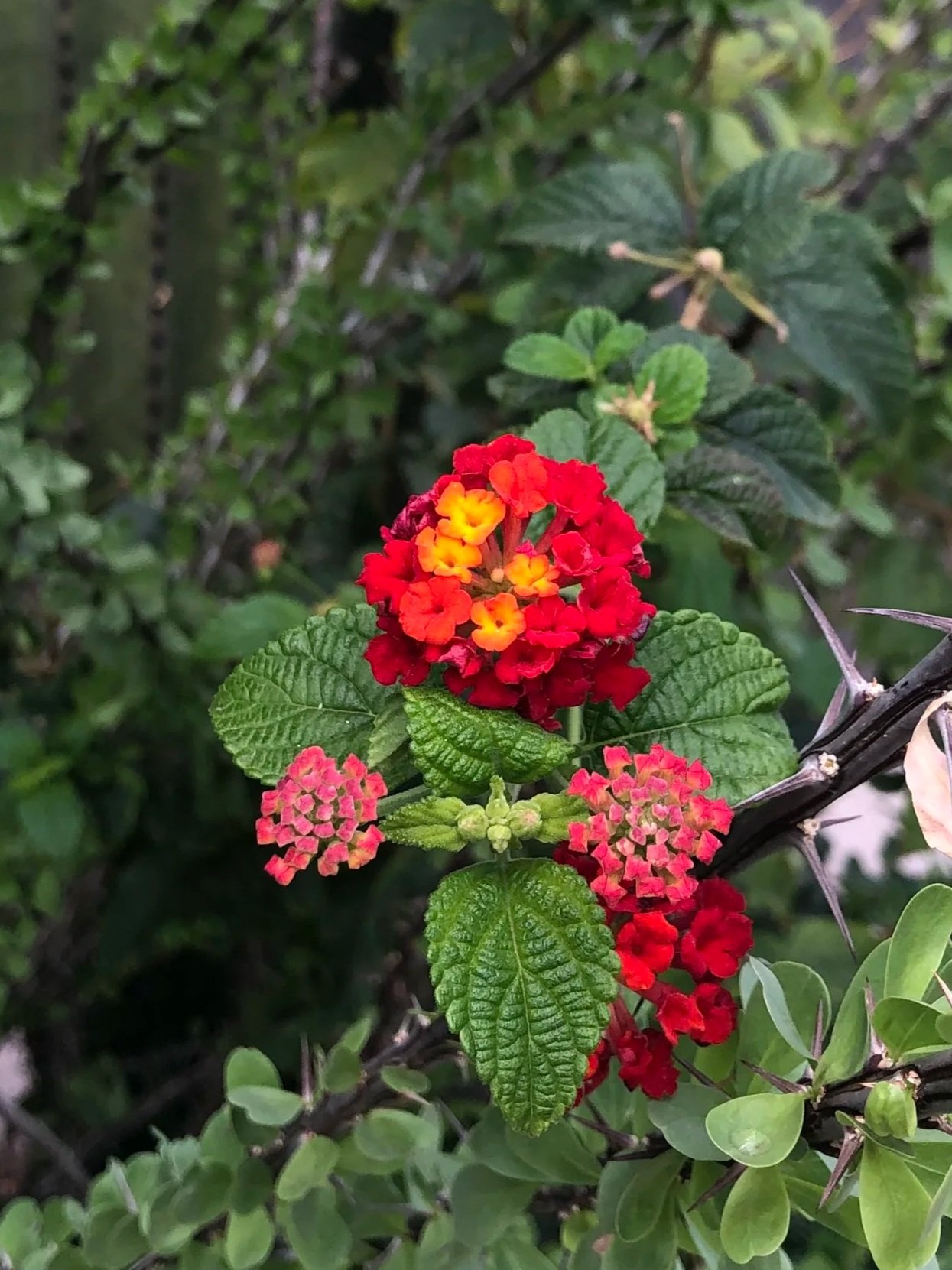 Lantana in Phoenix