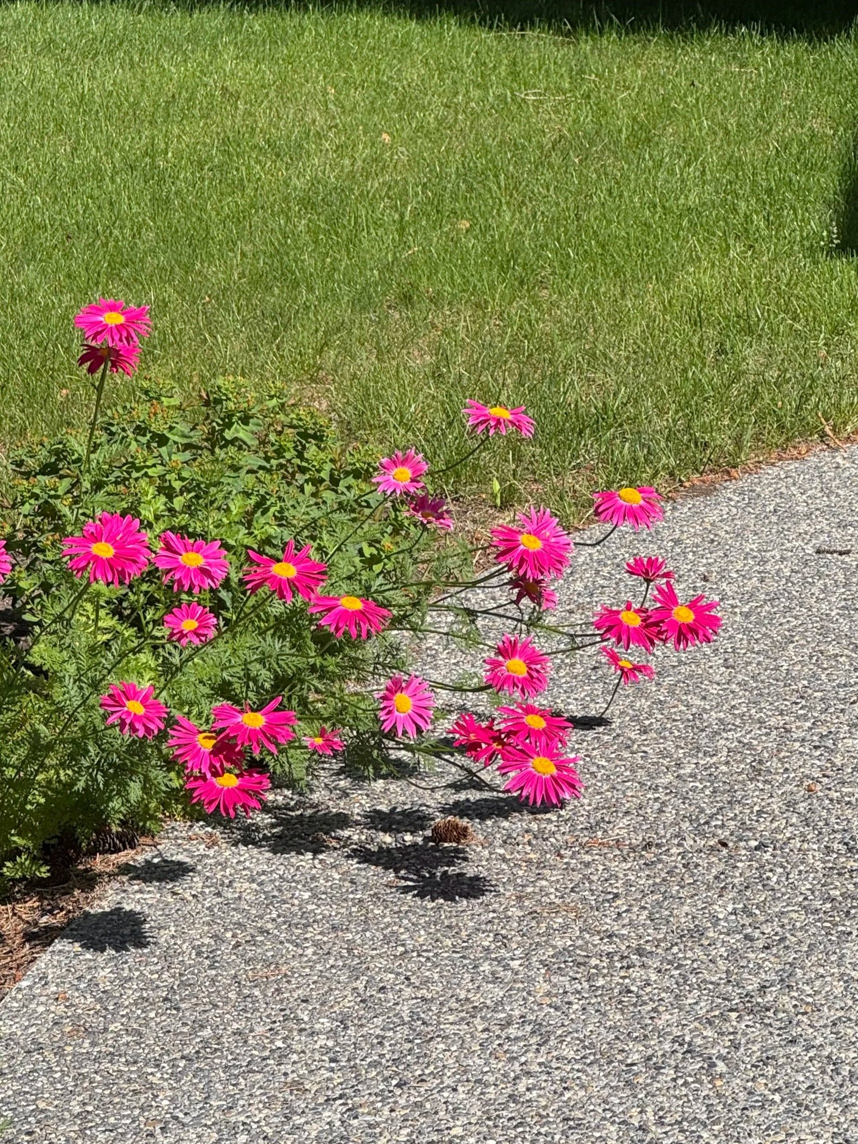 Dahlias in Calgary