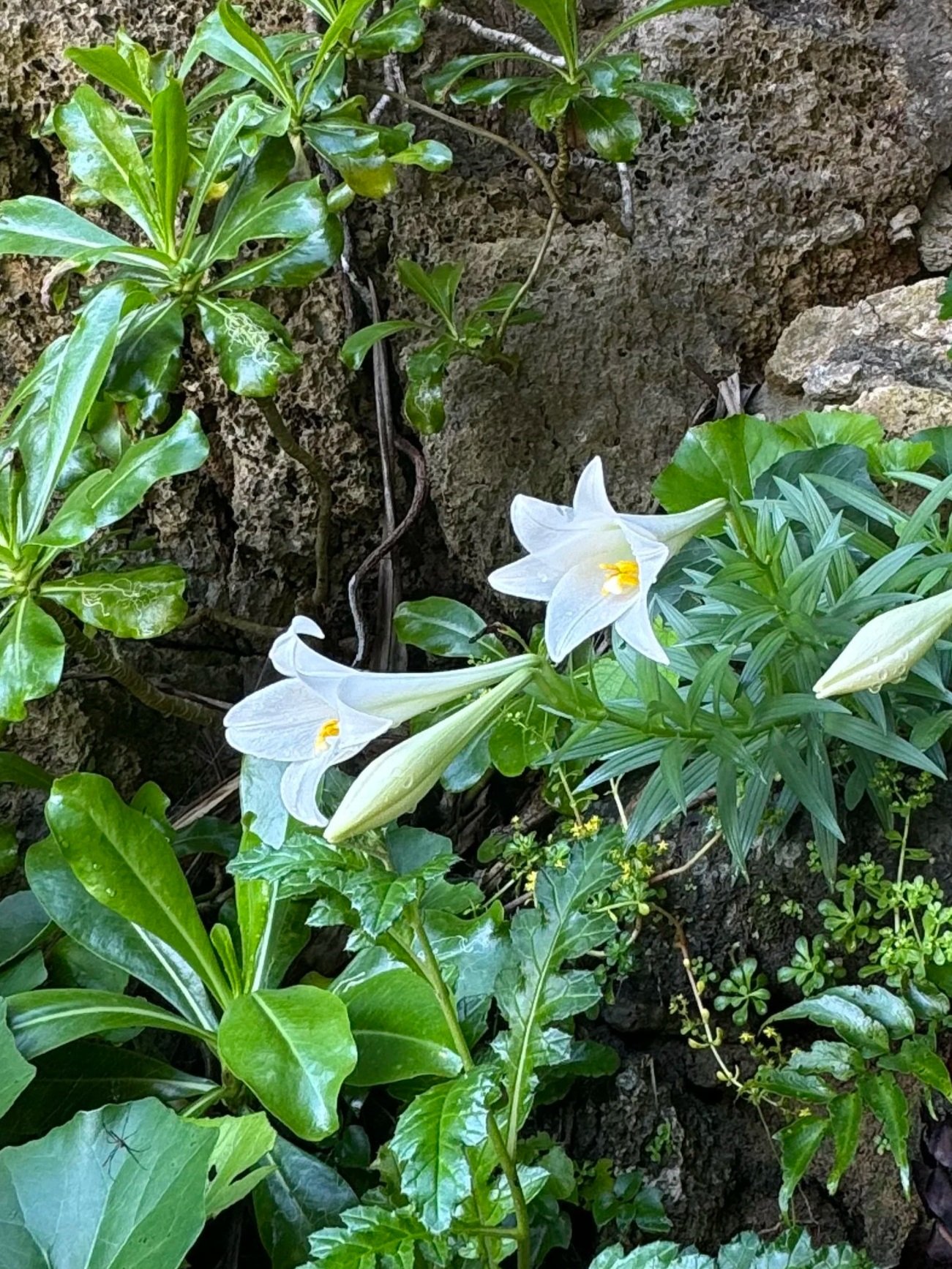 Lilium longiflorum in Okinawa