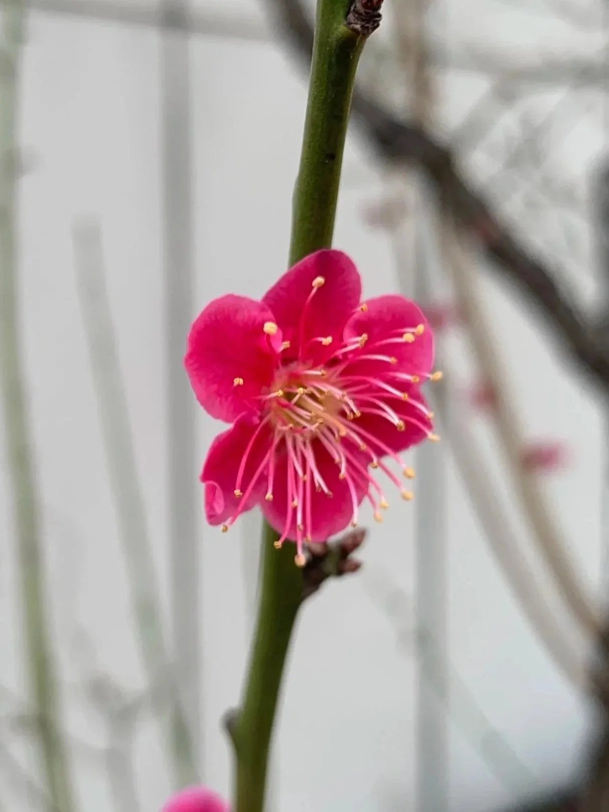 Ornamental cherry blossom in Tokyo
