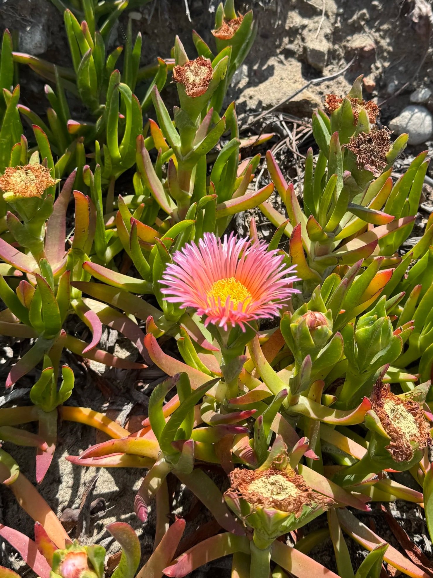 Ice plant in San Diego
