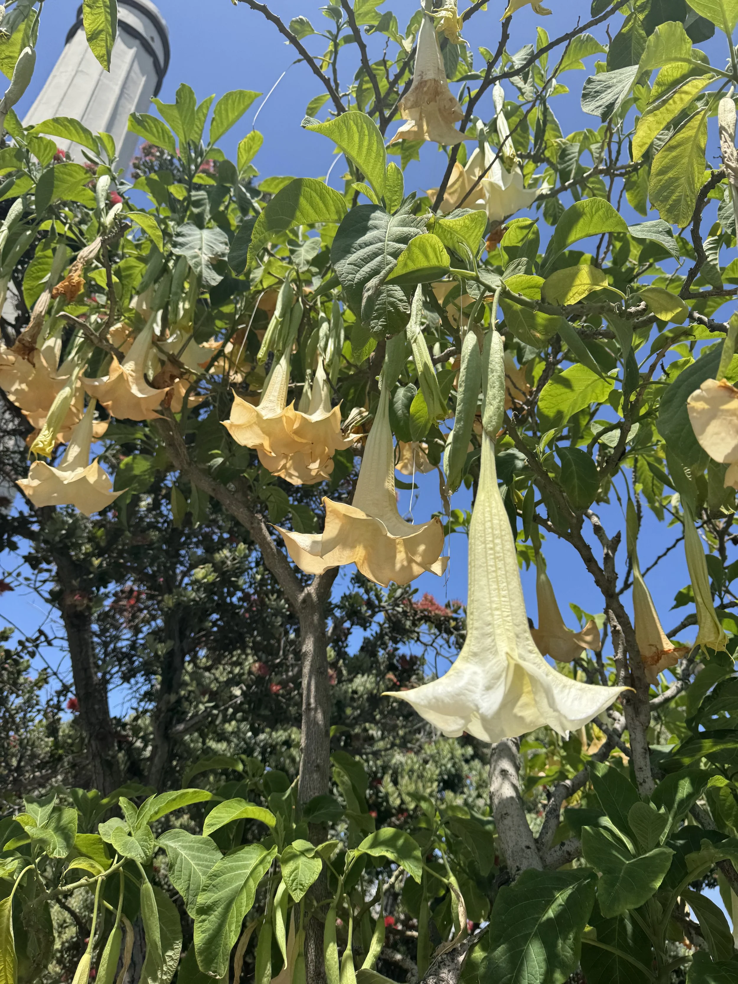 Brugmansia in San Diego