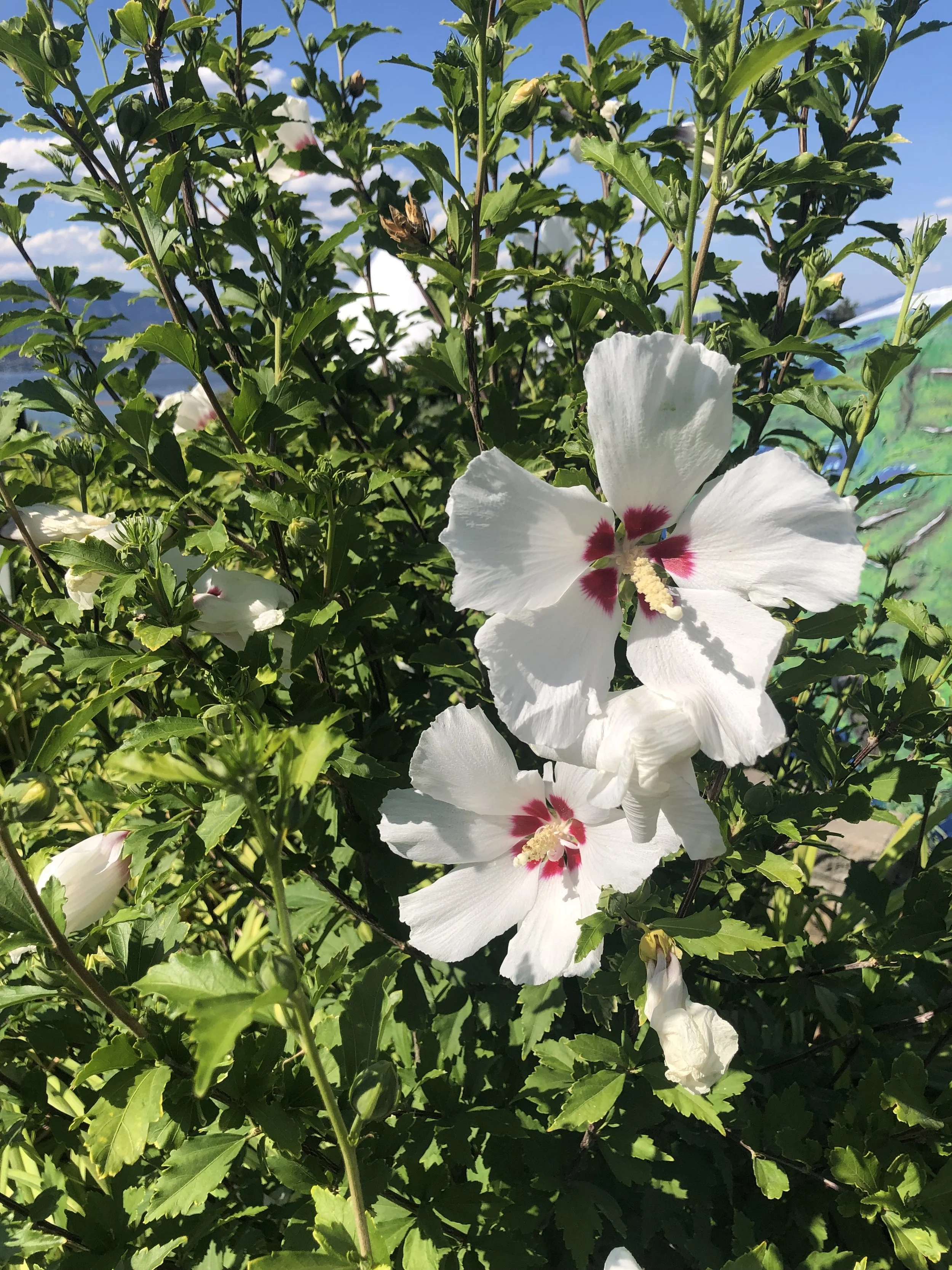IMG_2432.jpeg