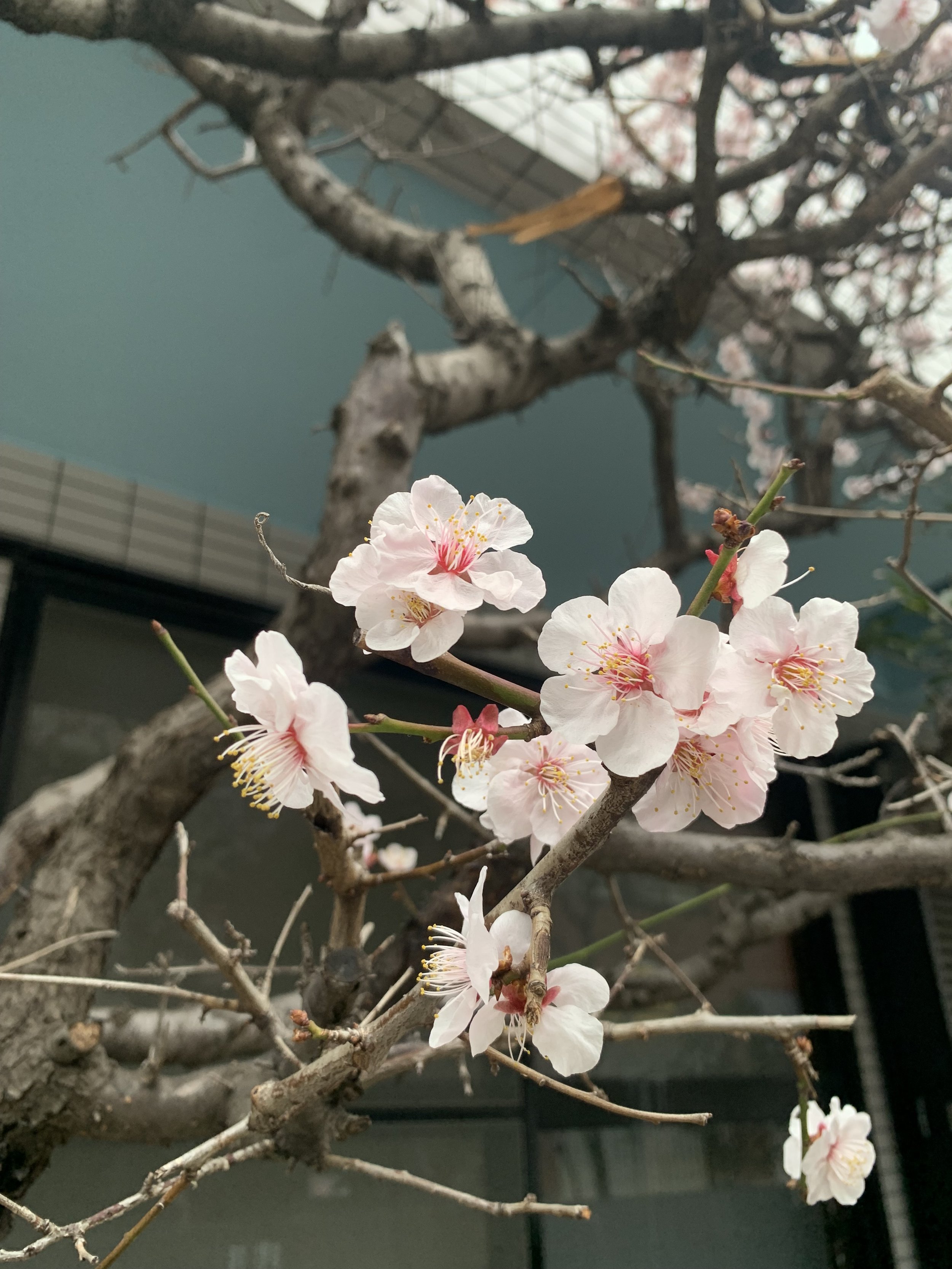 Cherry blossoms in Tokyo