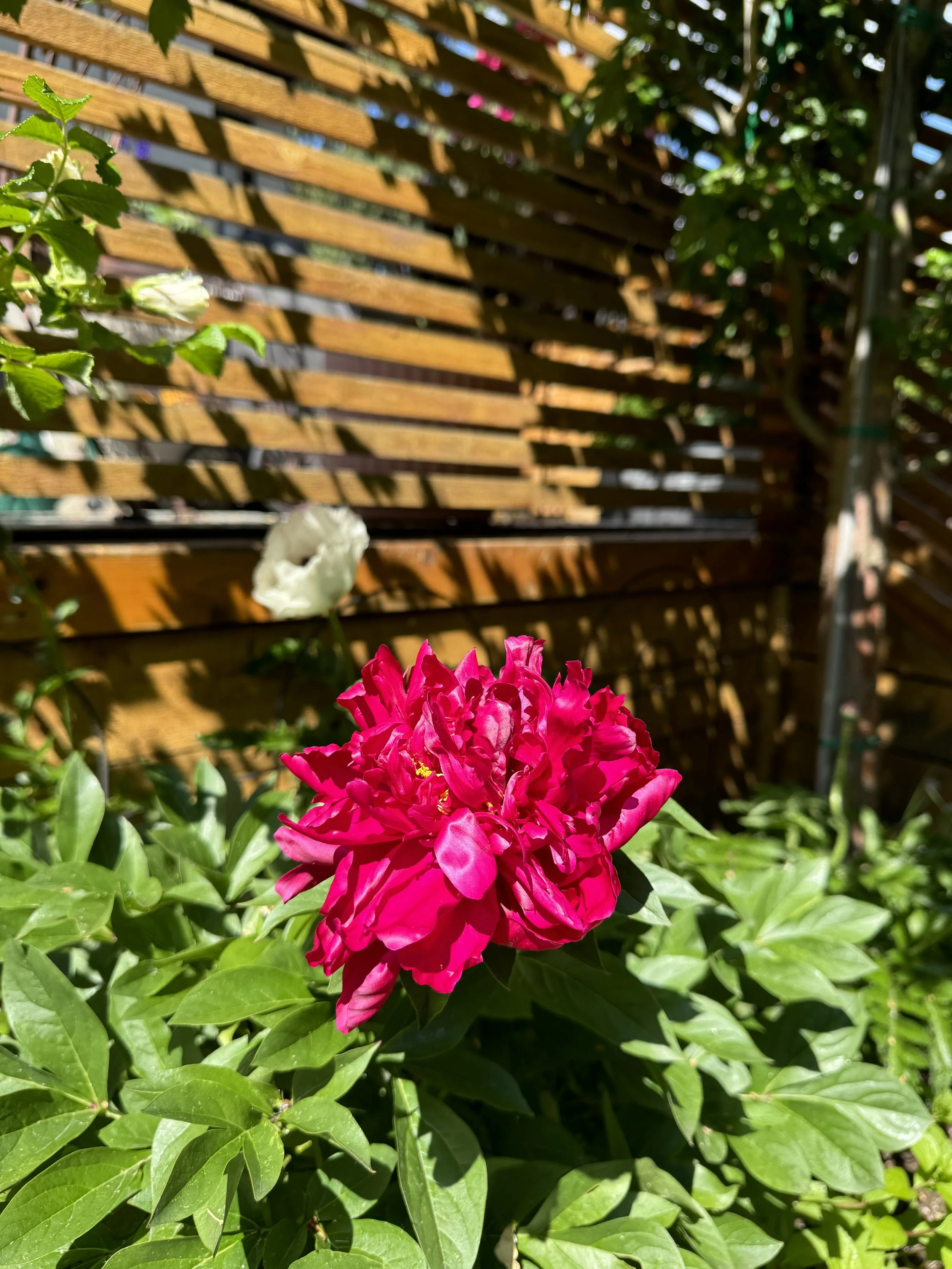 IMG_9904.jpeg