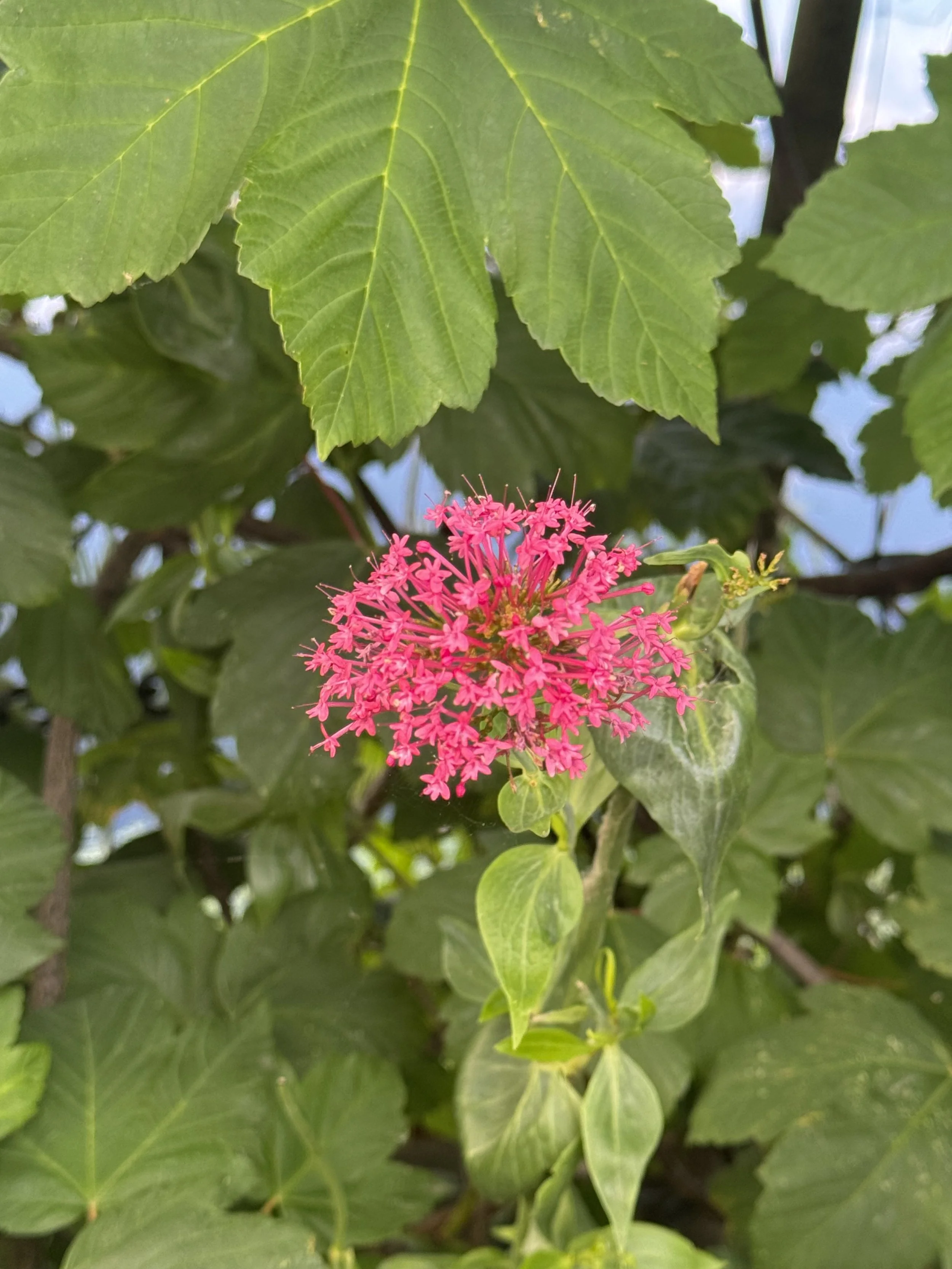 IMG_0710.jpeg