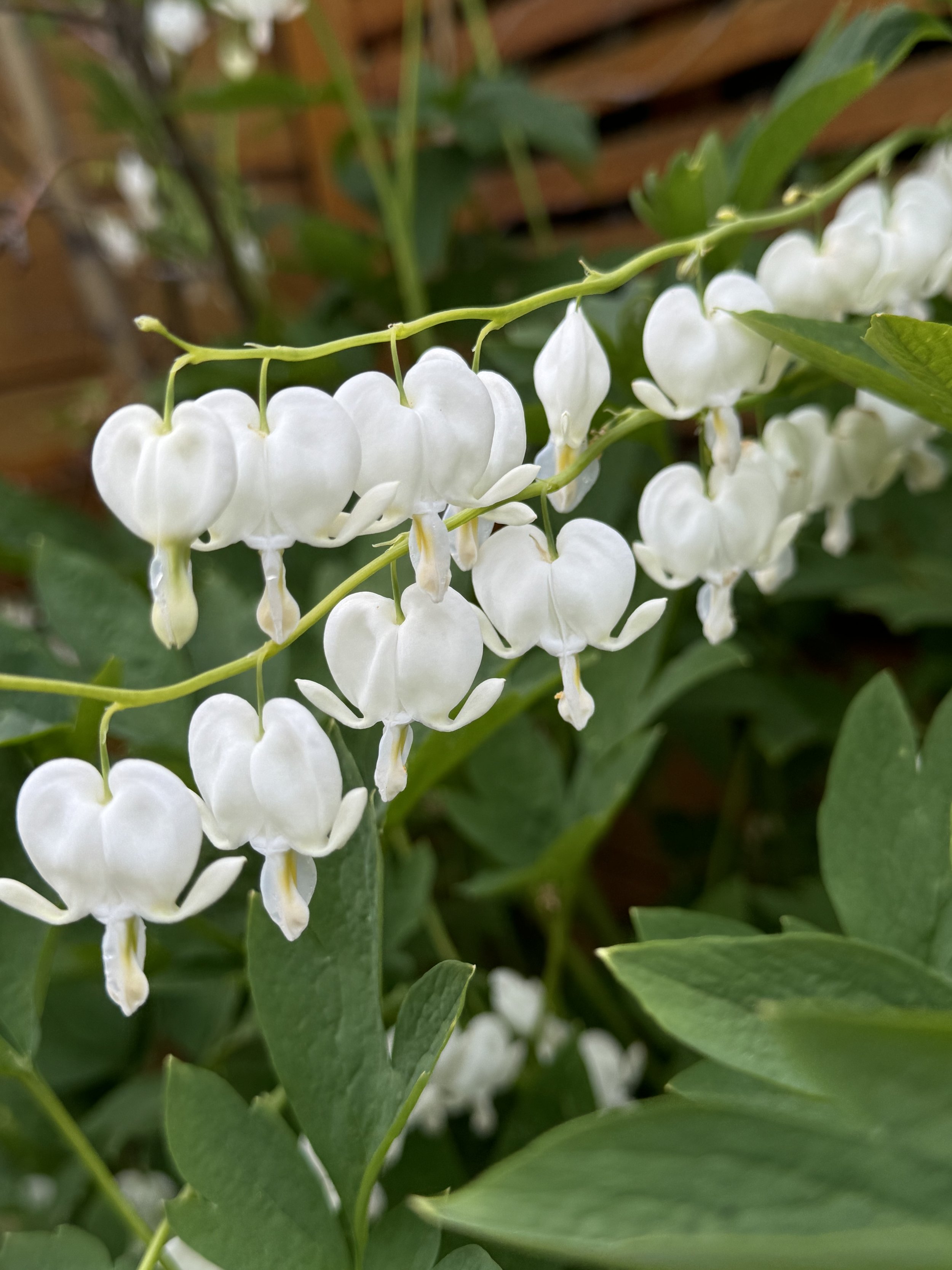 Bleeding hearts in Calgary