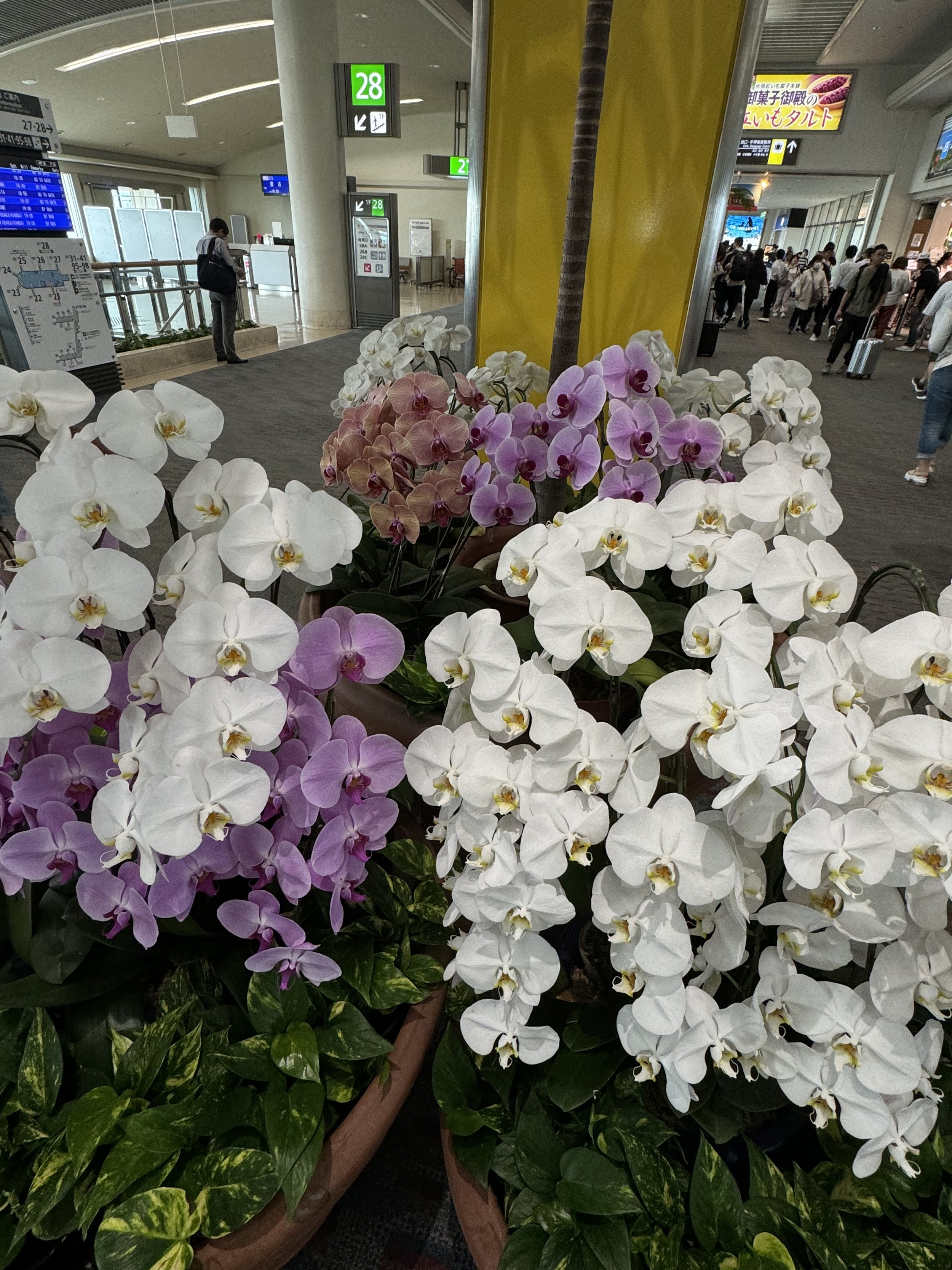 Phalaenopsis orchids in Okinawa